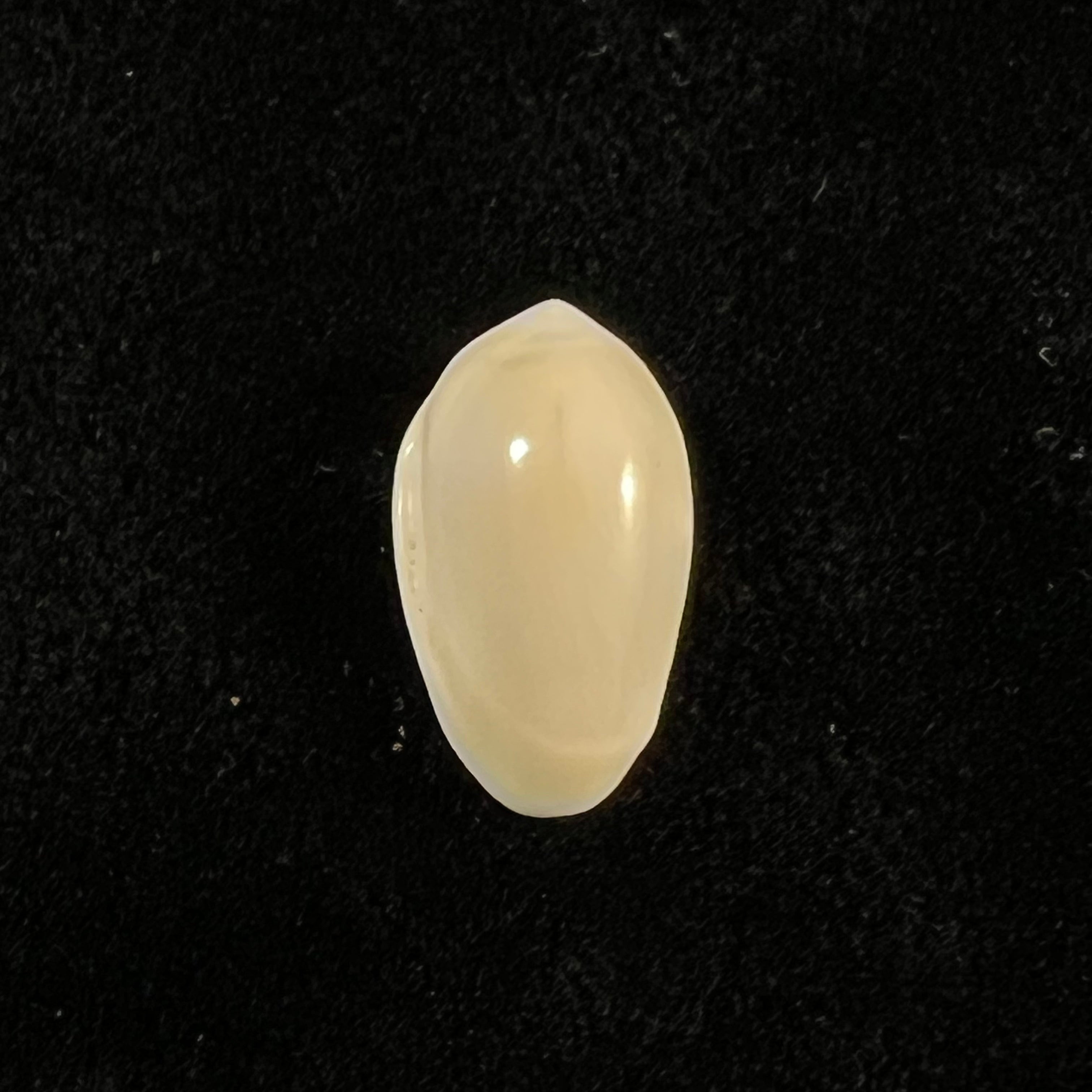 Prunum amygdalum (Kiener, 1841) - 14,7mm