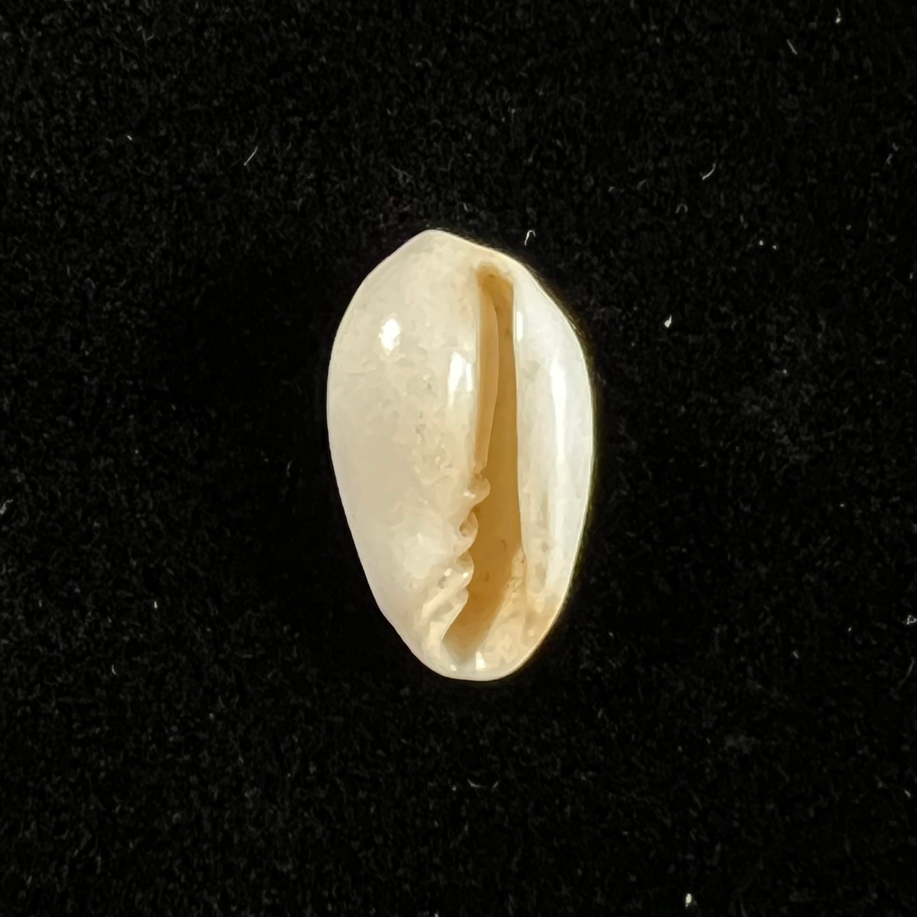 Prunum amygdalum (Kiener, 1841) - 14,7mm