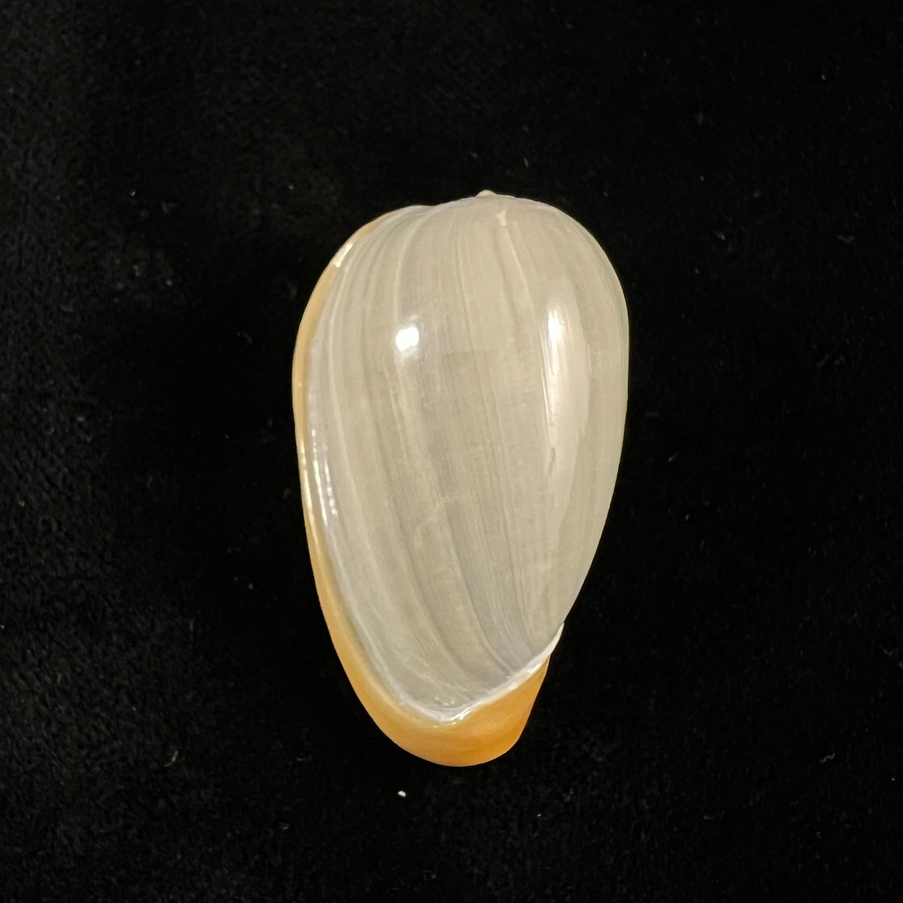 线虫隐螺 (Gmelin, 1791) - 40,6mm