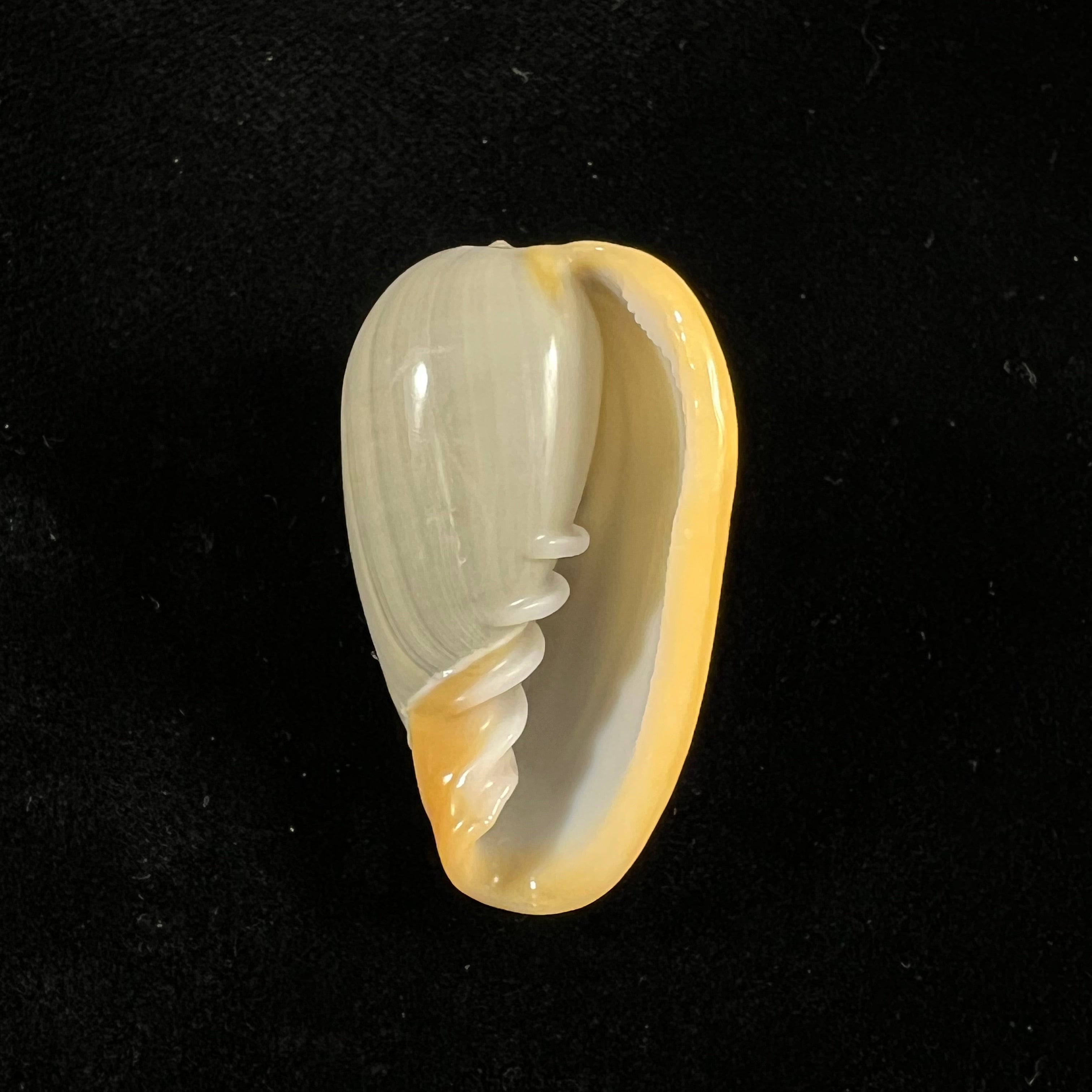 线虫隐螺 (Gmelin, 1791) - 40,6mm
