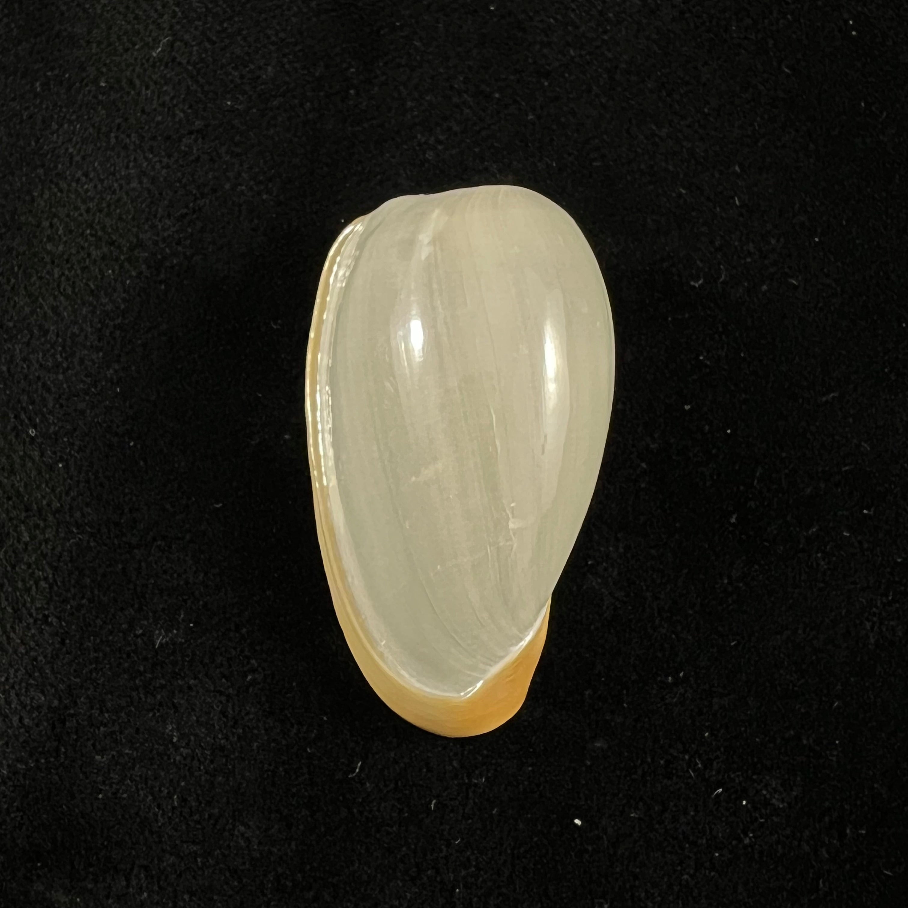 线虫隐螺 (Gmelin, 1791) - 40,4mm