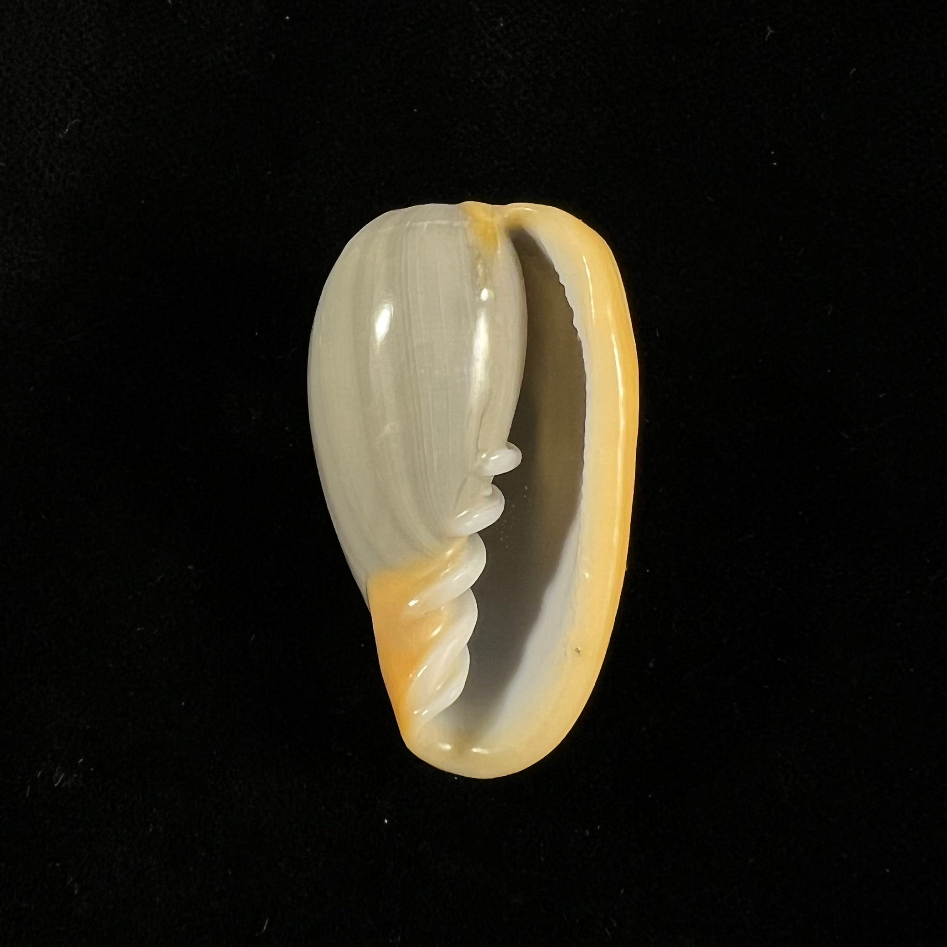 线虫隐螺 (Gmelin, 1791) - 40,4mm