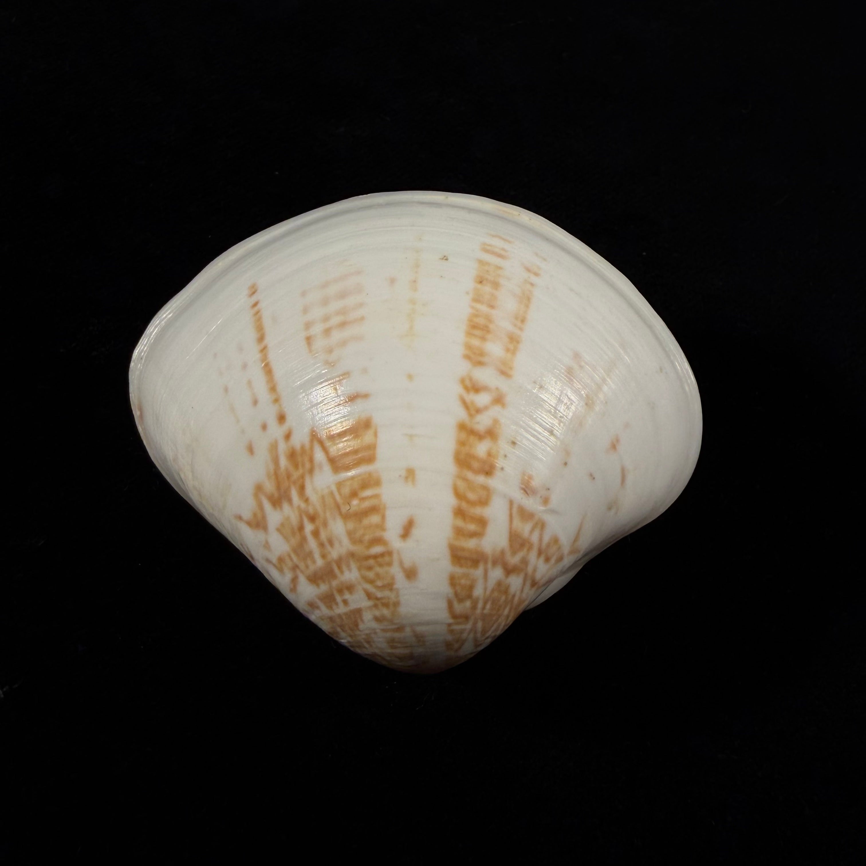 Tivela fulminata (Bory de Saint-Vincent, 1827) - 54,6mm