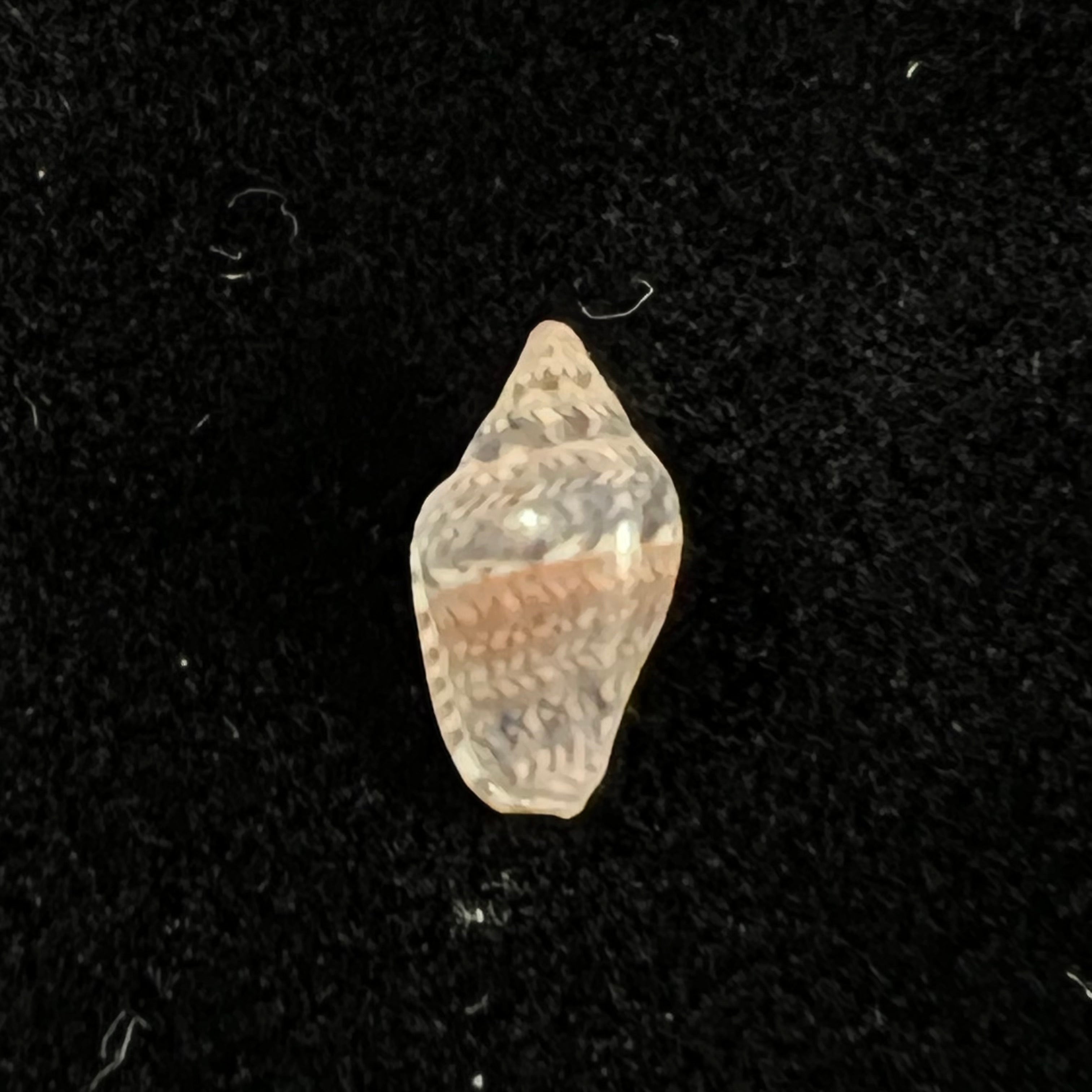 Marginella lculenta Gofas & F. Fernandes, 1994 - 10,2mm