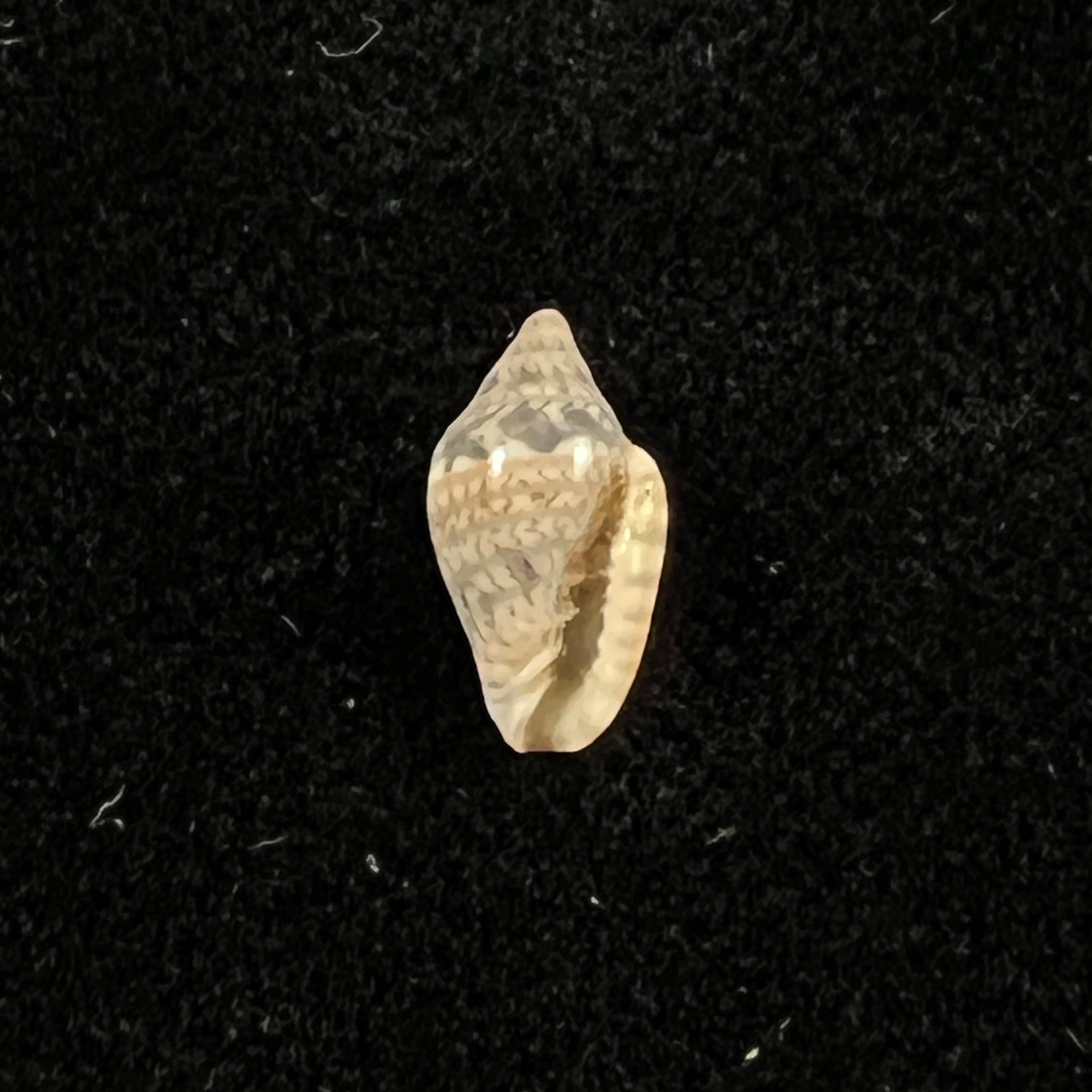 Marginella lculenta Gofas & F. Fernandes, 1994 - 10,2mm