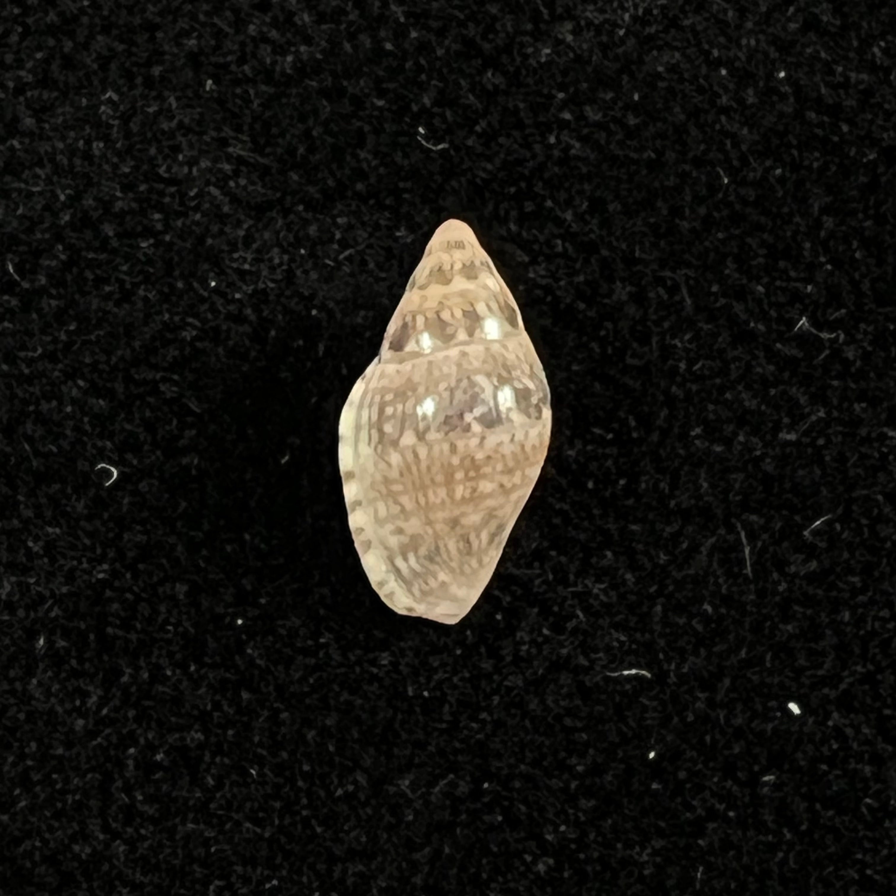 Marginella lculenta Gofas & F. Fernandes, 1994 - 10,1mm