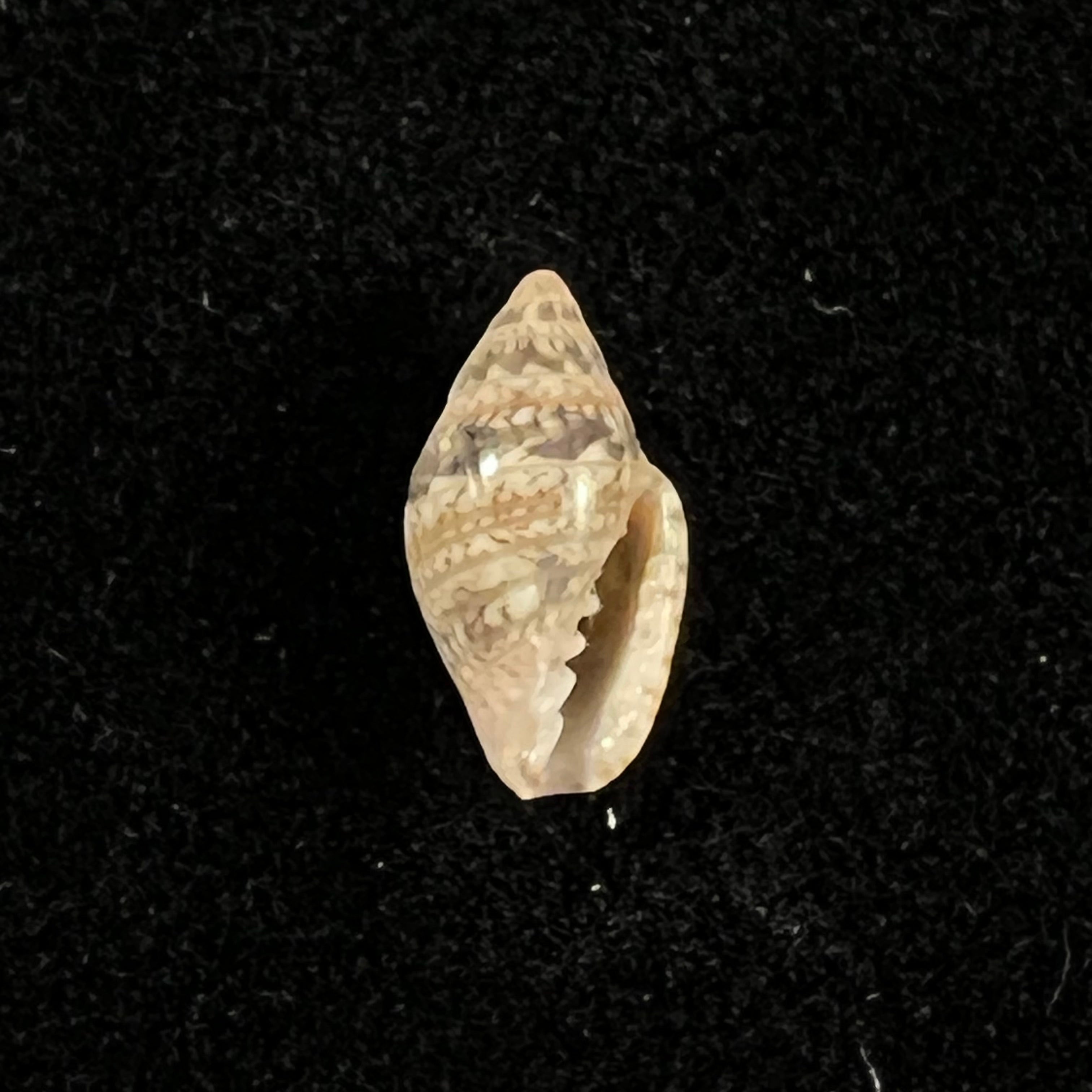 Marginella lculenta Gofas & F. Fernandes, 1994 - 10,1mm