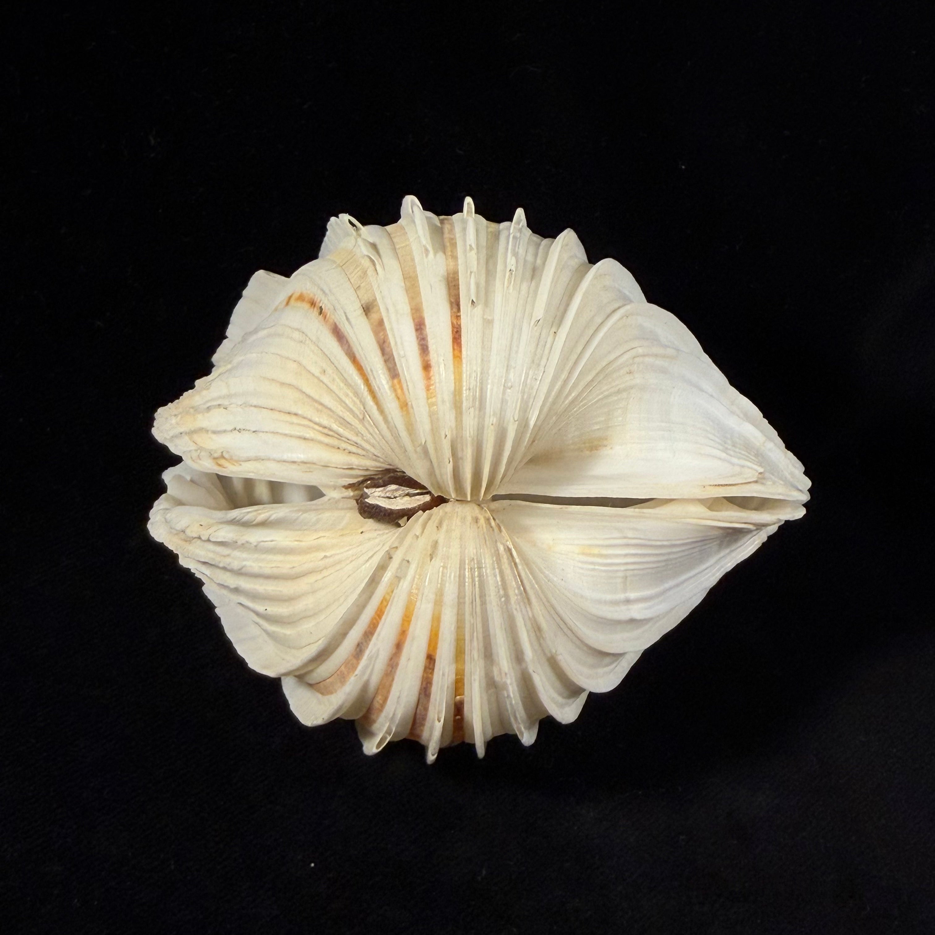 Cardium costatum Linnaeus, 1758 - 78,8mm
