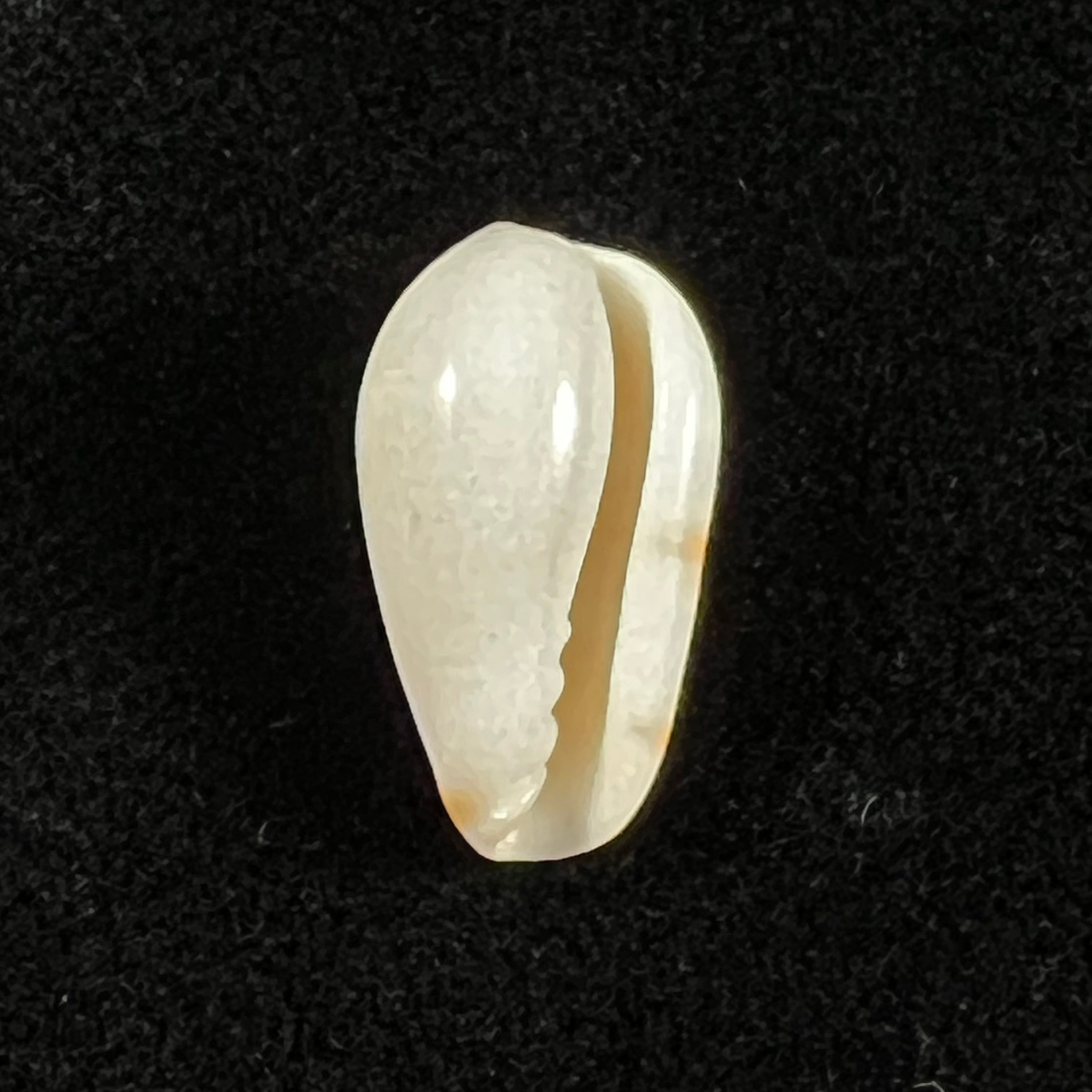 罗斯福李 (Bartsch & Rehder, 1939) - 17,9mm
