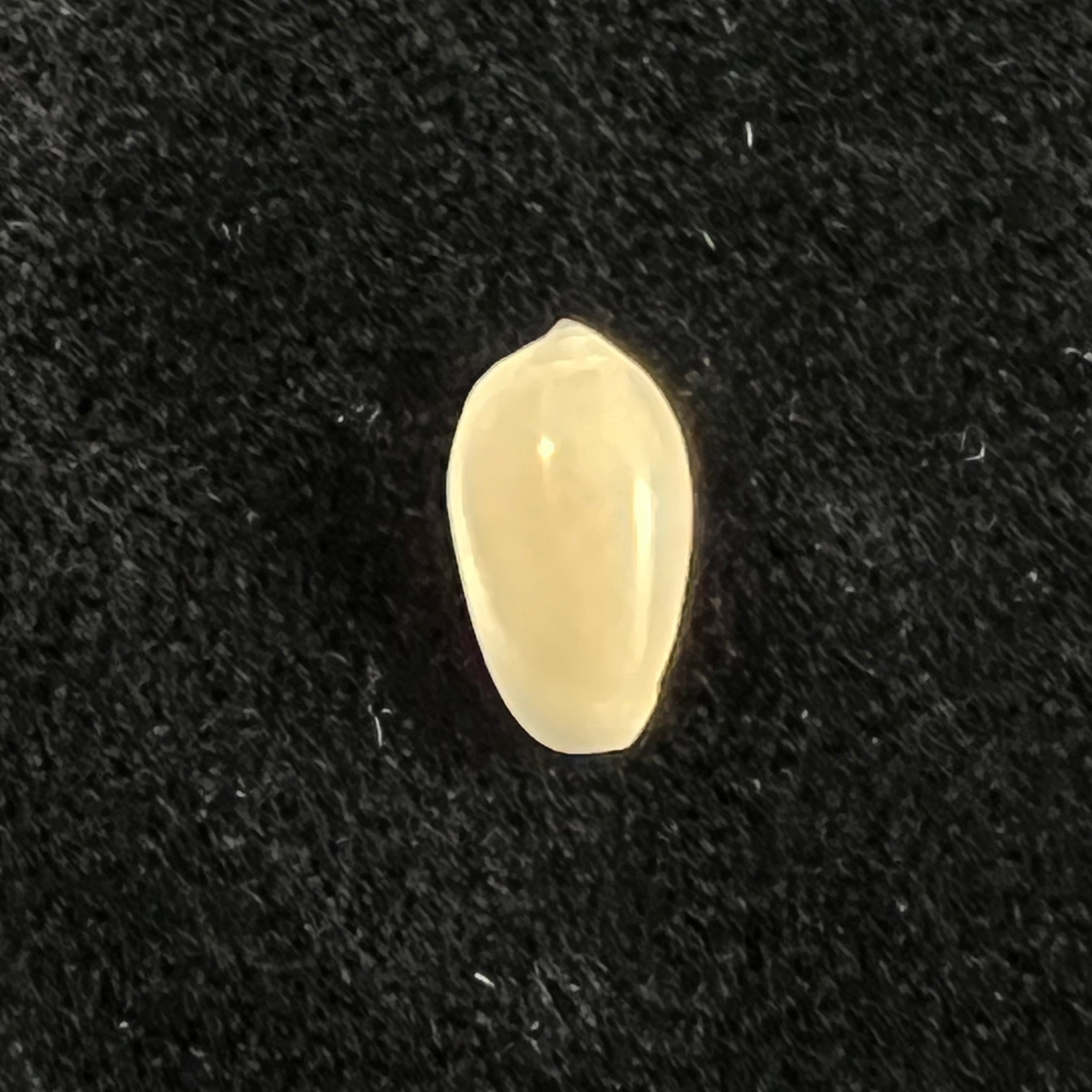 Volvarina monilis (林奈, 1758) - 11,12mm