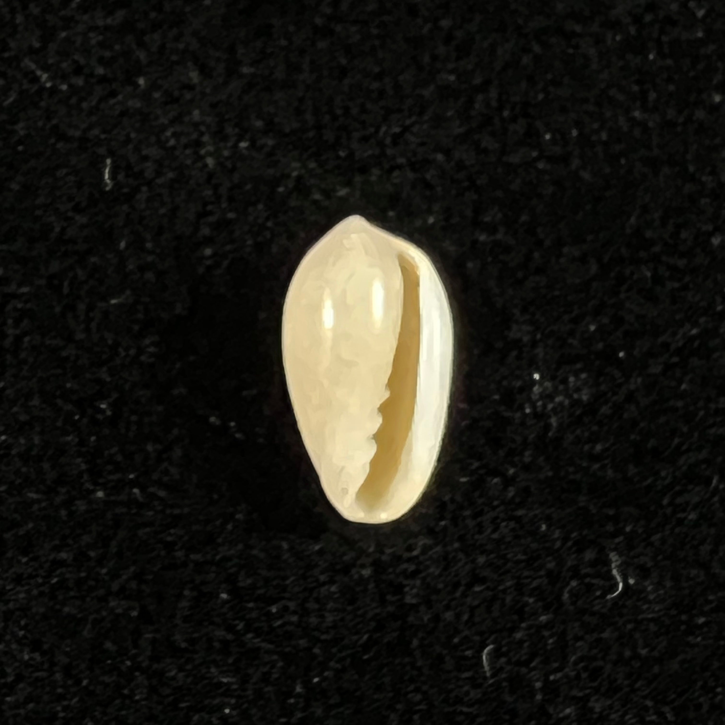 Volvarina monilis (林奈, 1758) - 11,12mm