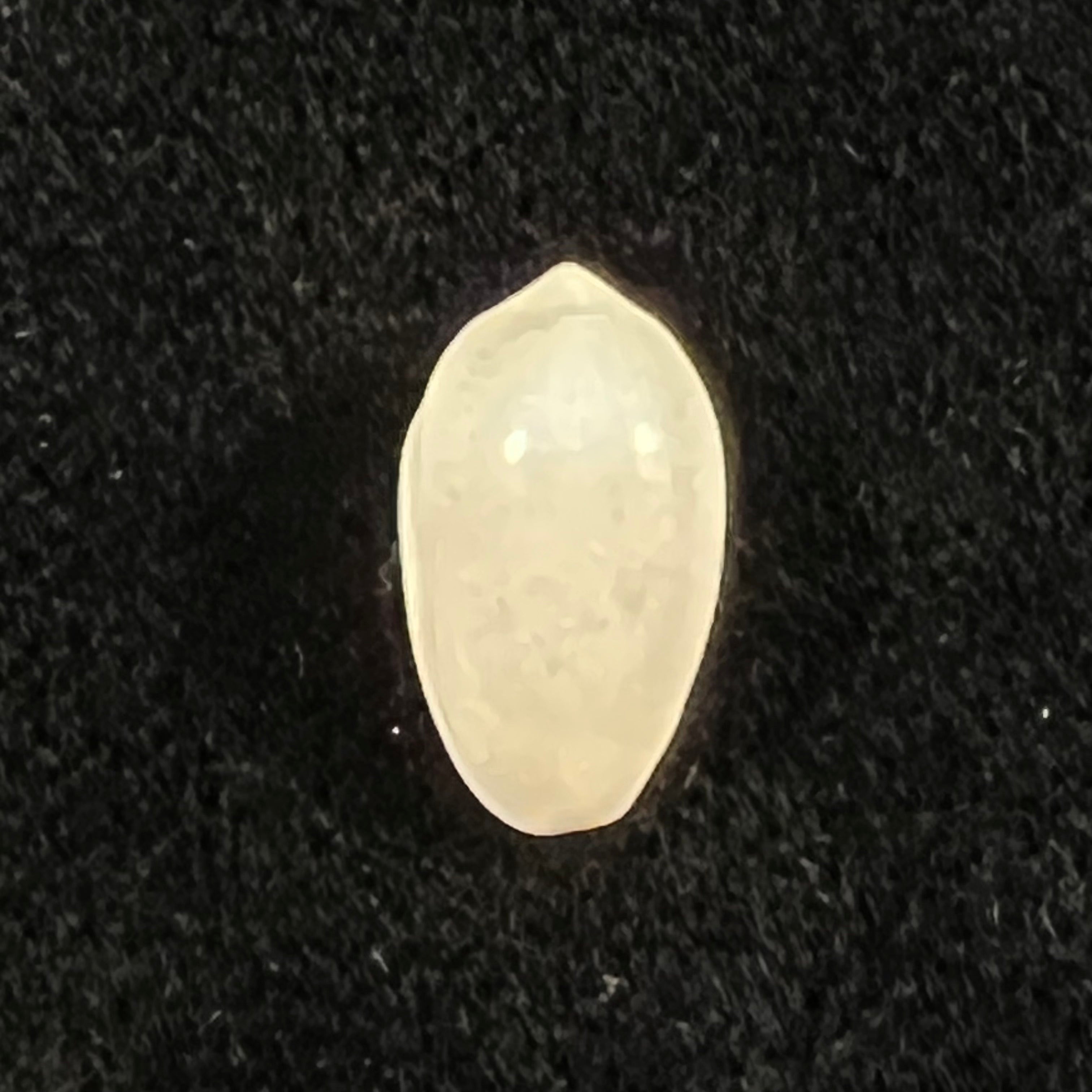 Volvarina monilis (林奈, 1758) - 12,6mm