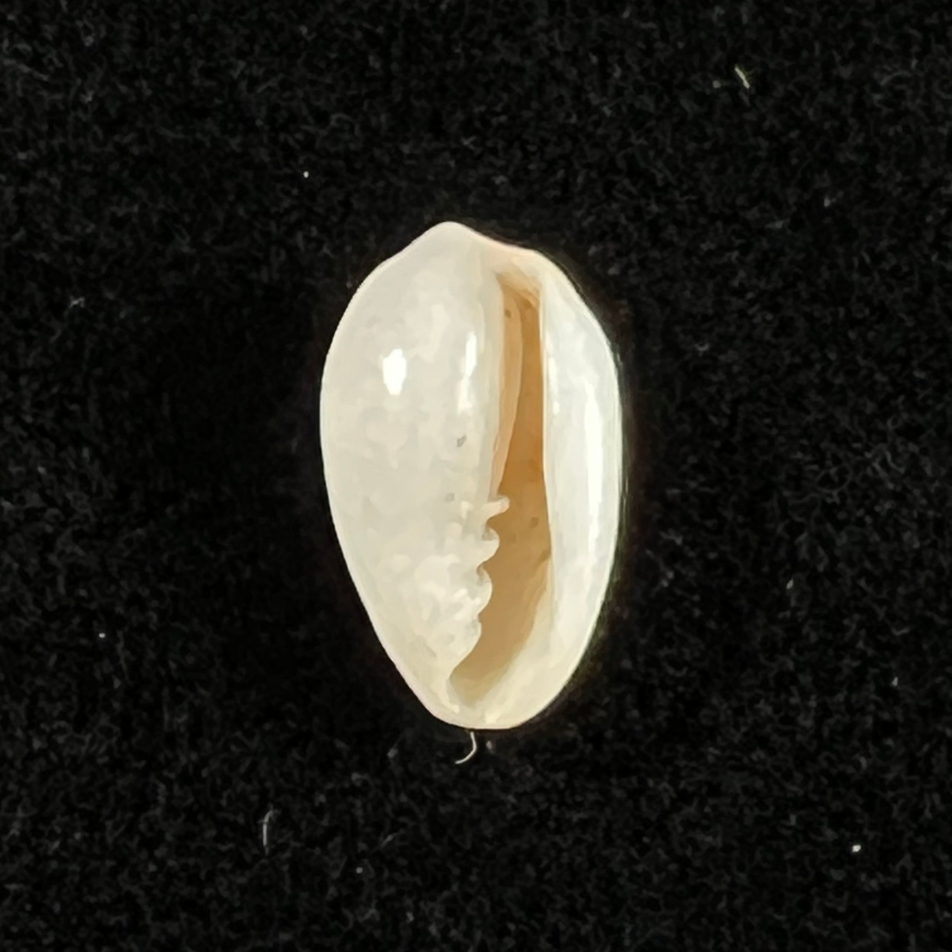 Volvarina monilis (林奈, 1758) - 12,6mm