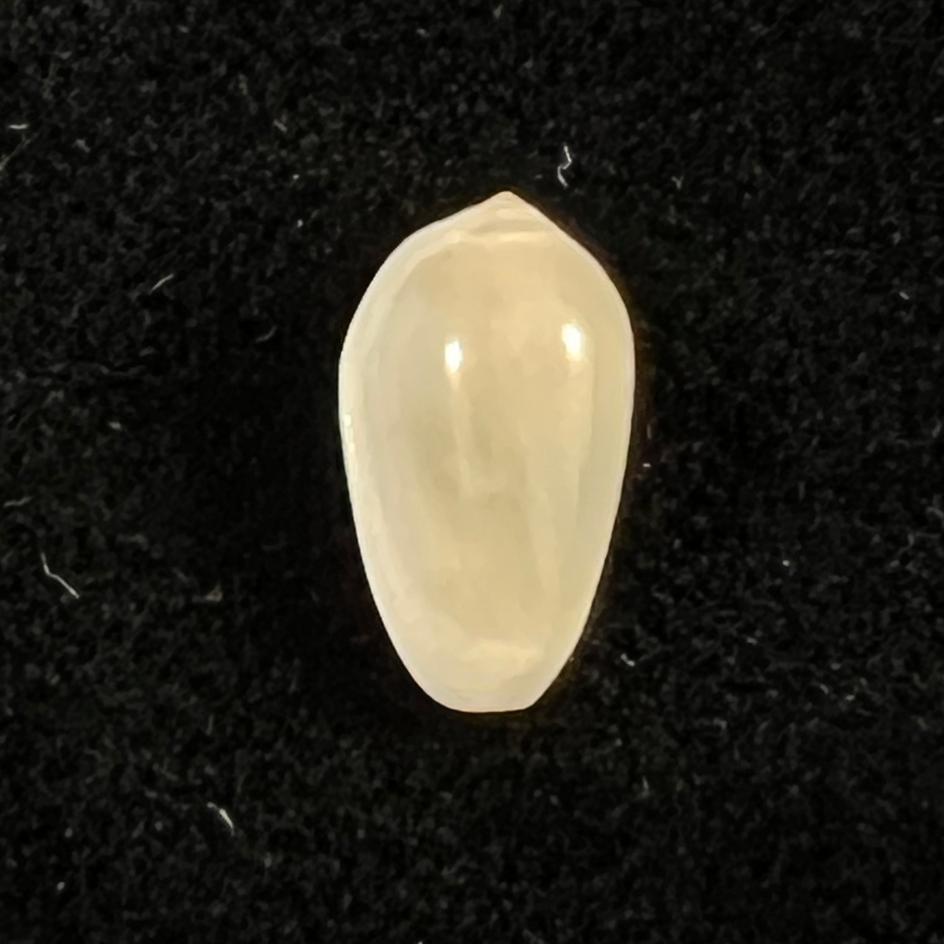 Volvarina monilis (林奈, 1758) - 12,9mm