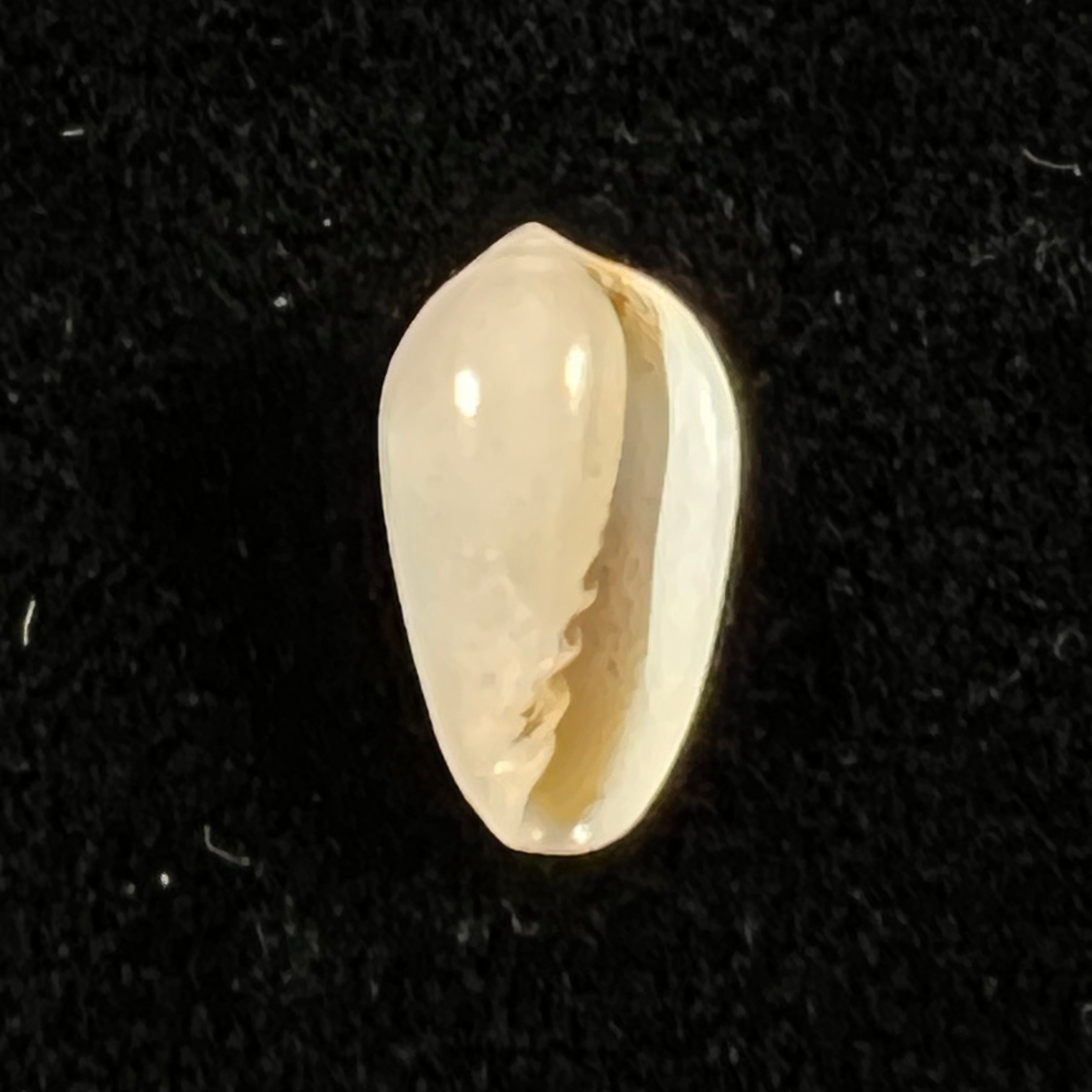 Volvarina monilis (林奈, 1758) - 12,9mm