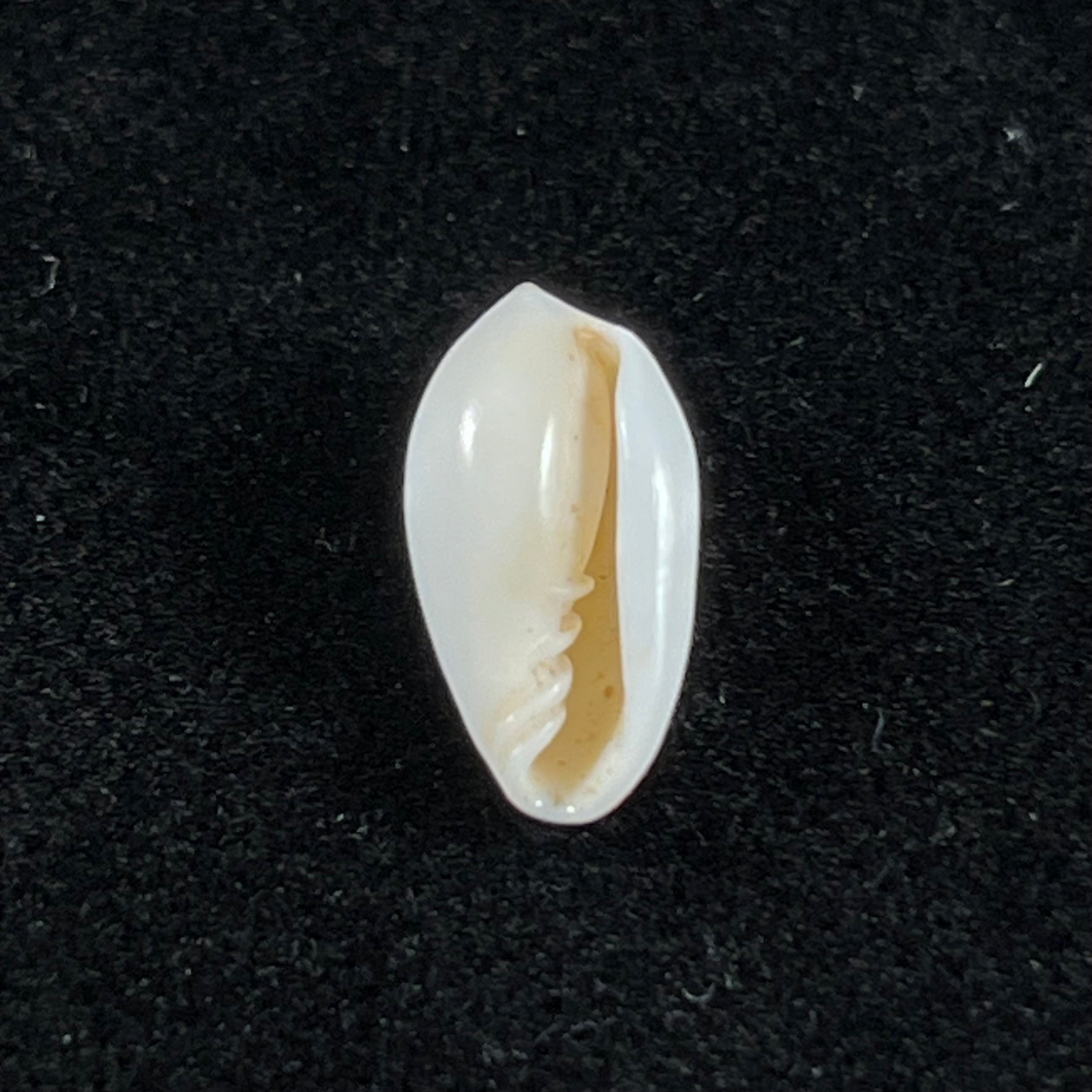 Volvarina monilis (林奈, 1758) - 13,2mm