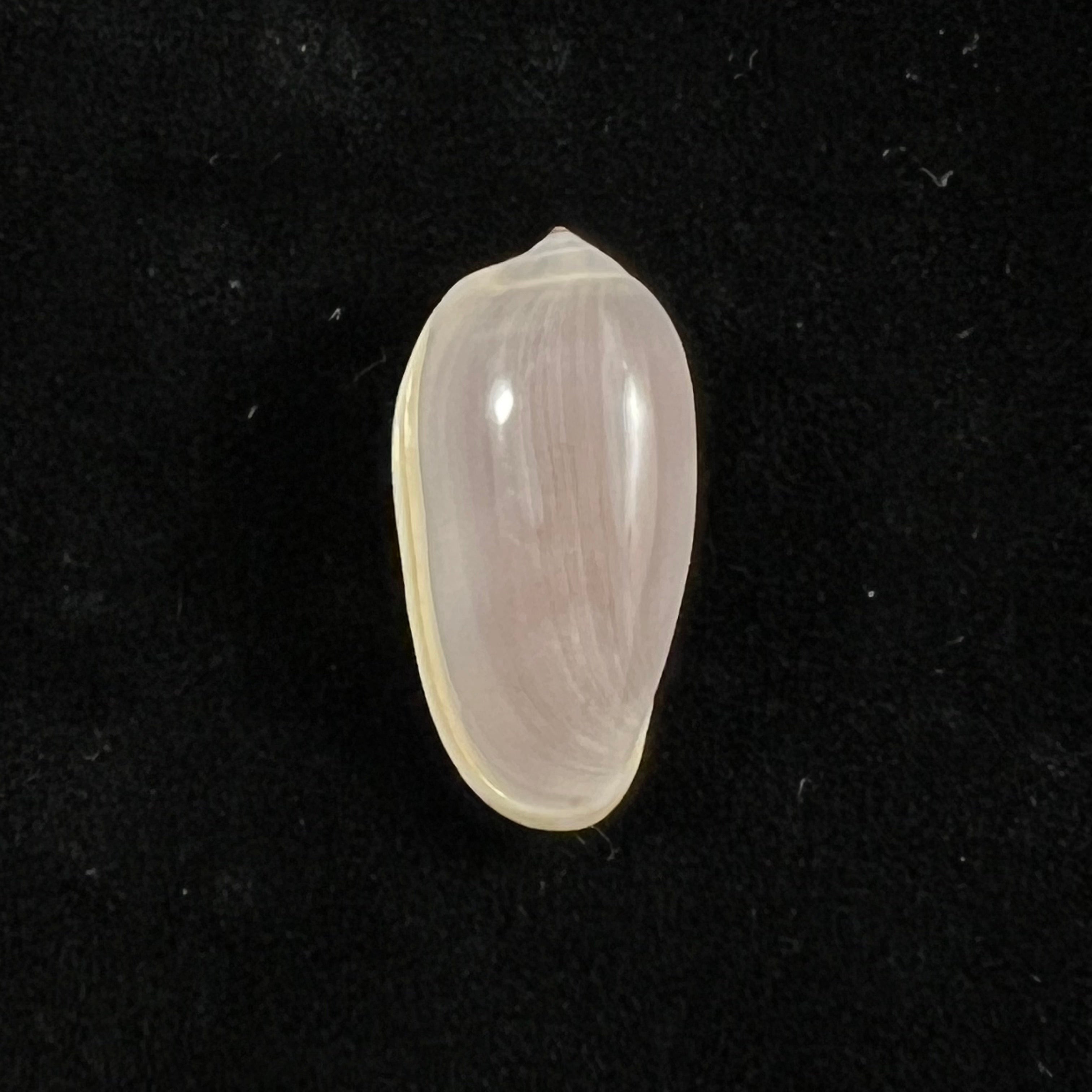 Prunum storeria (Couthouy, 1837) - 27,5mm