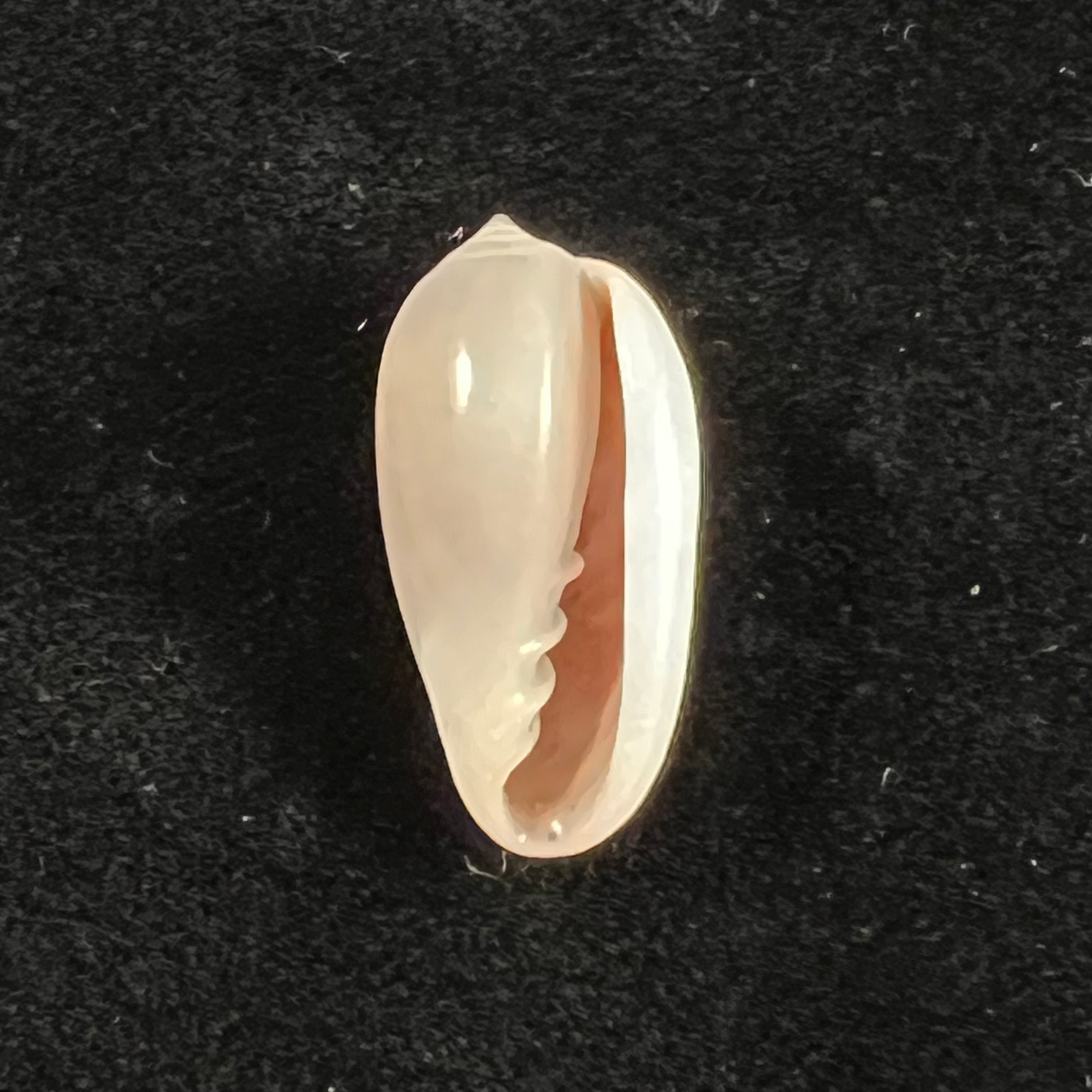 Prunum storeria (Couthouy, 1837) - 27,5mm
