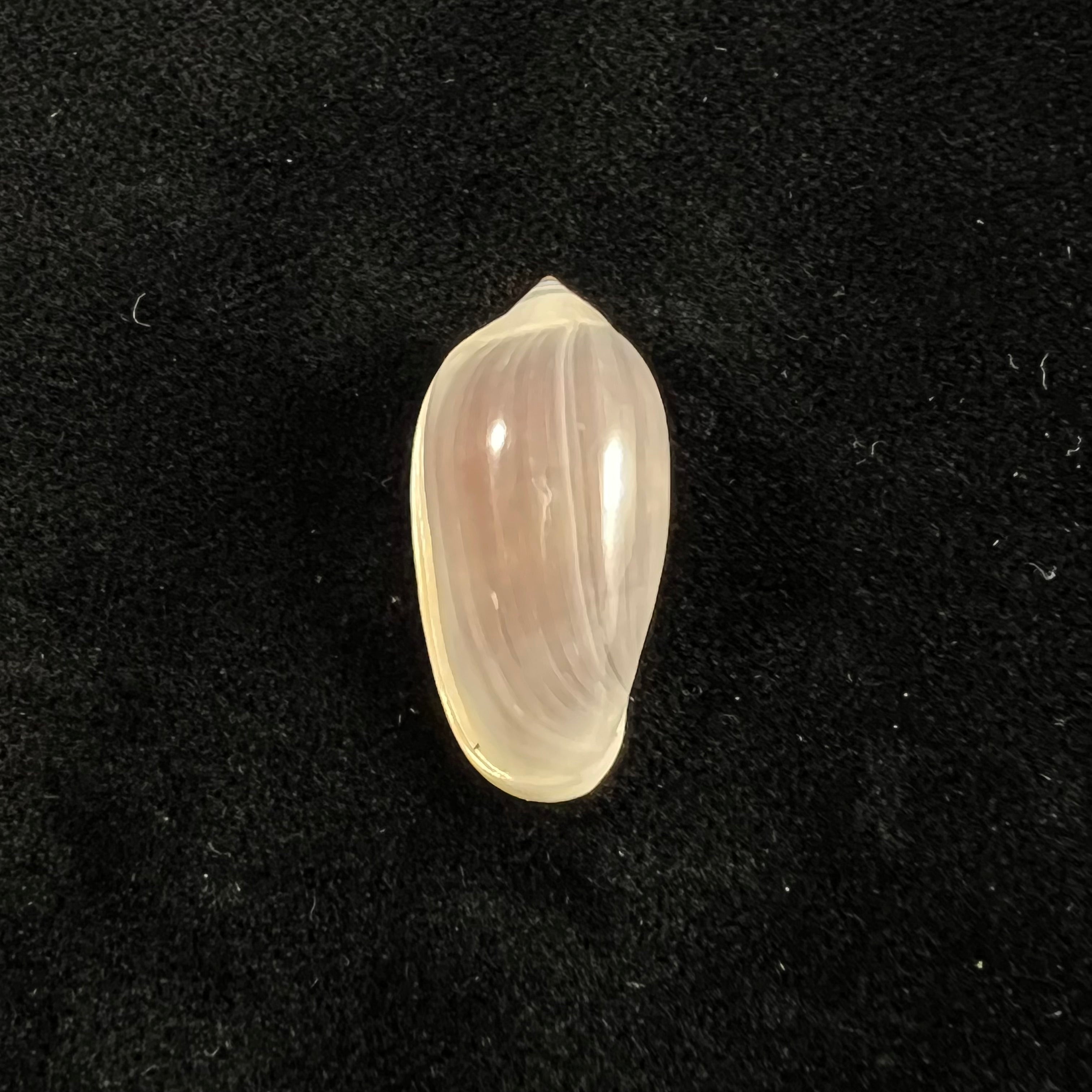 Prunum storeria (Couthouy, 1837) - 27,3mm