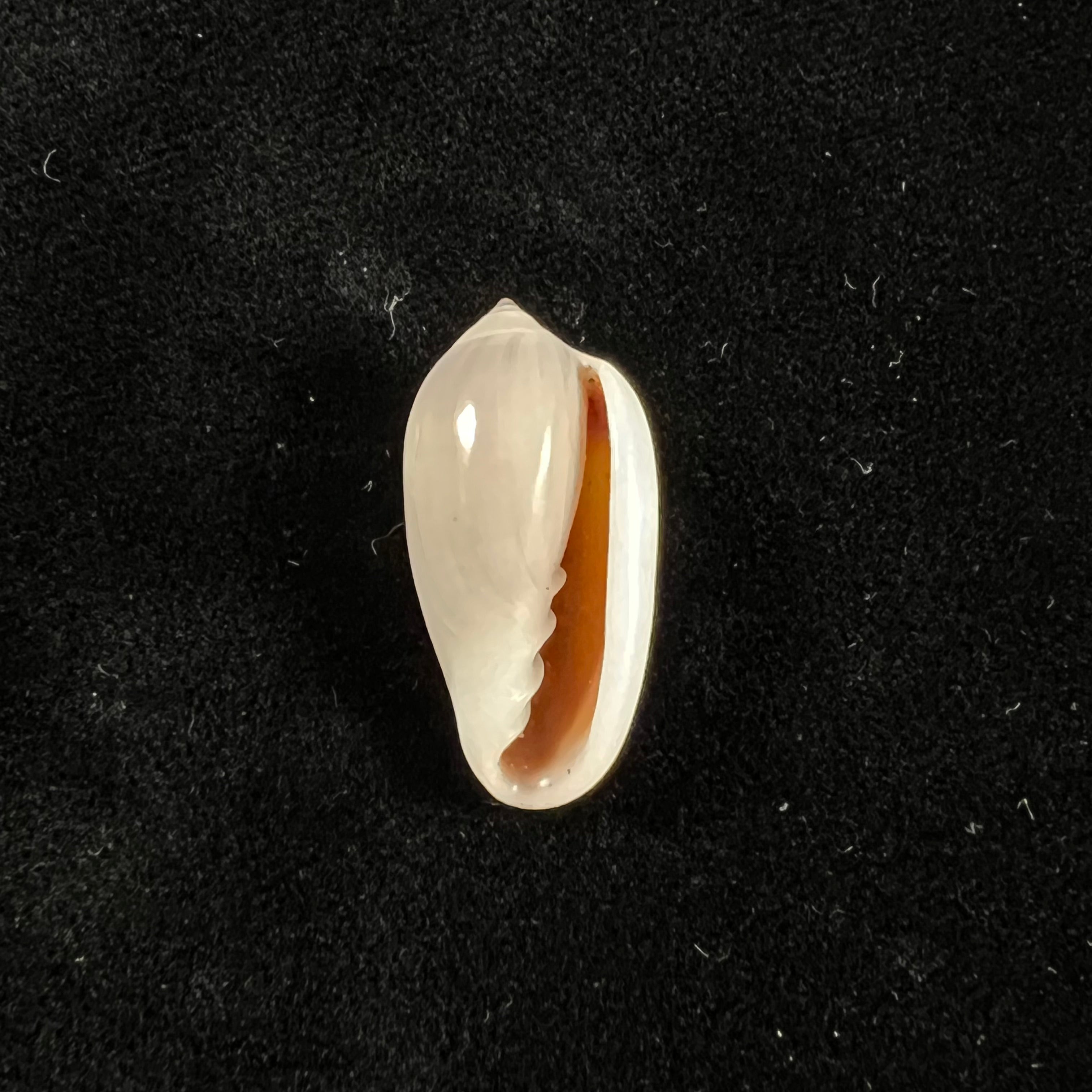 Prunum storeria (Couthouy, 1837) - 27,3mm