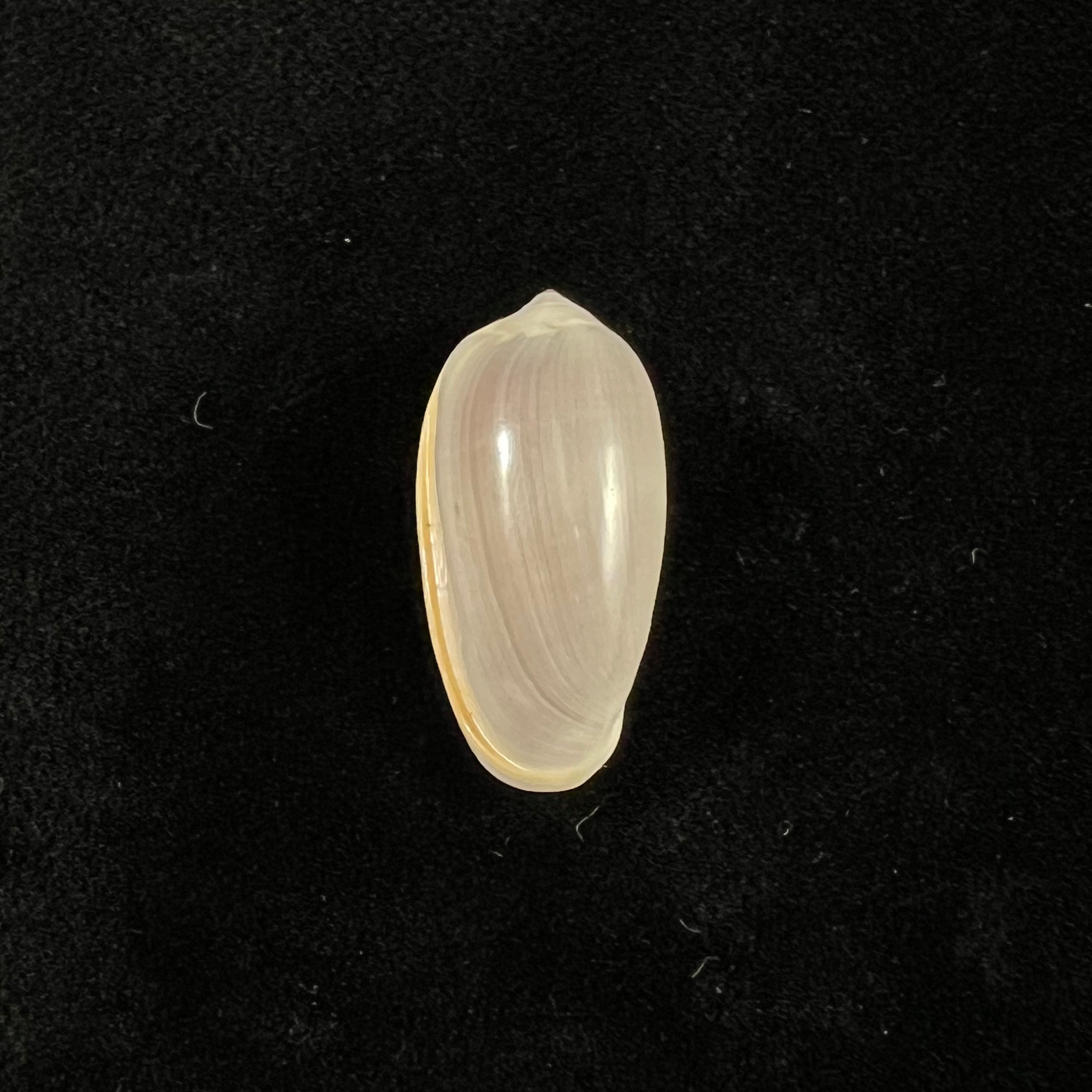 Prunum storeria (Couthouy, 1837) - 26 毫米