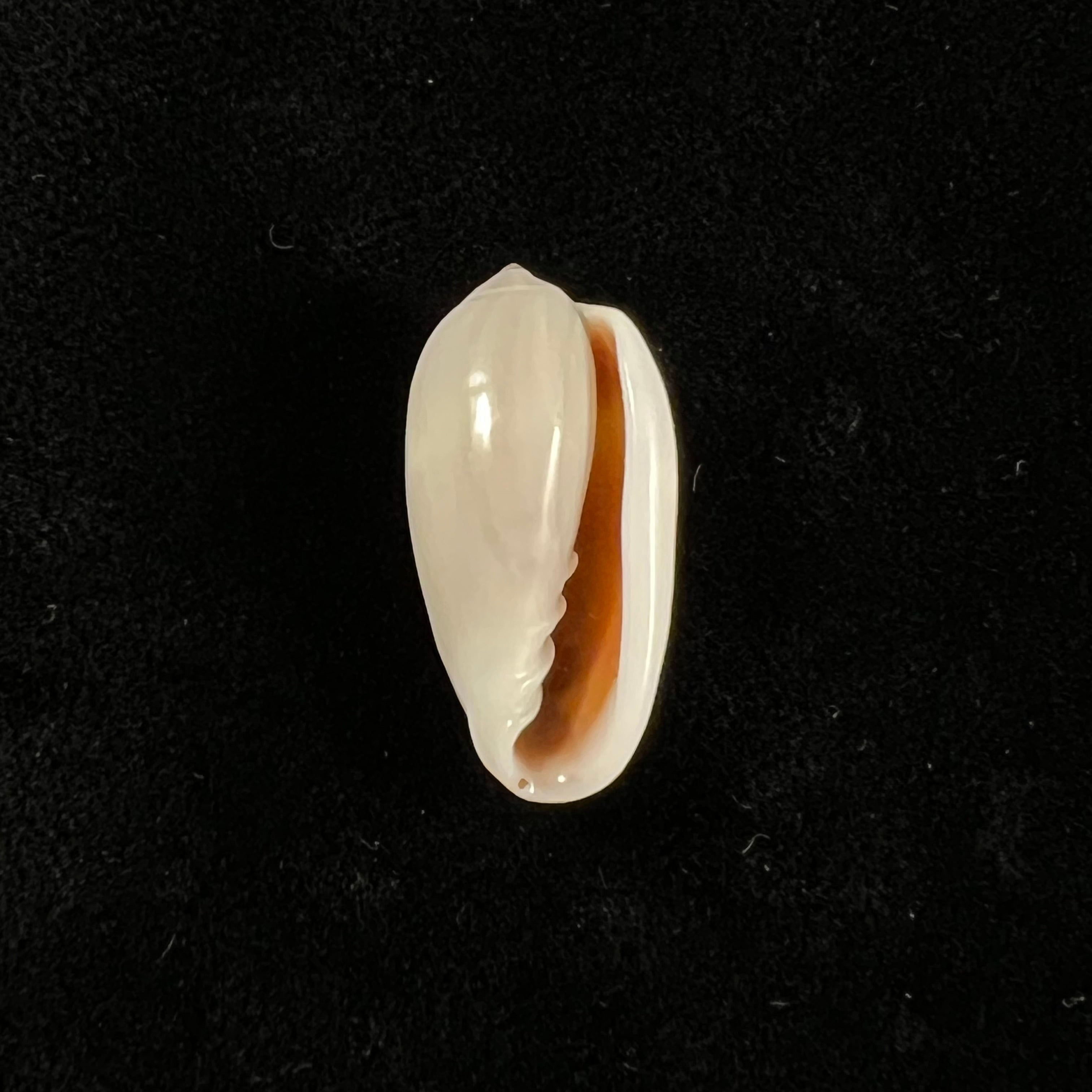 Prunum storeria (Couthouy, 1837) - 26 毫米
