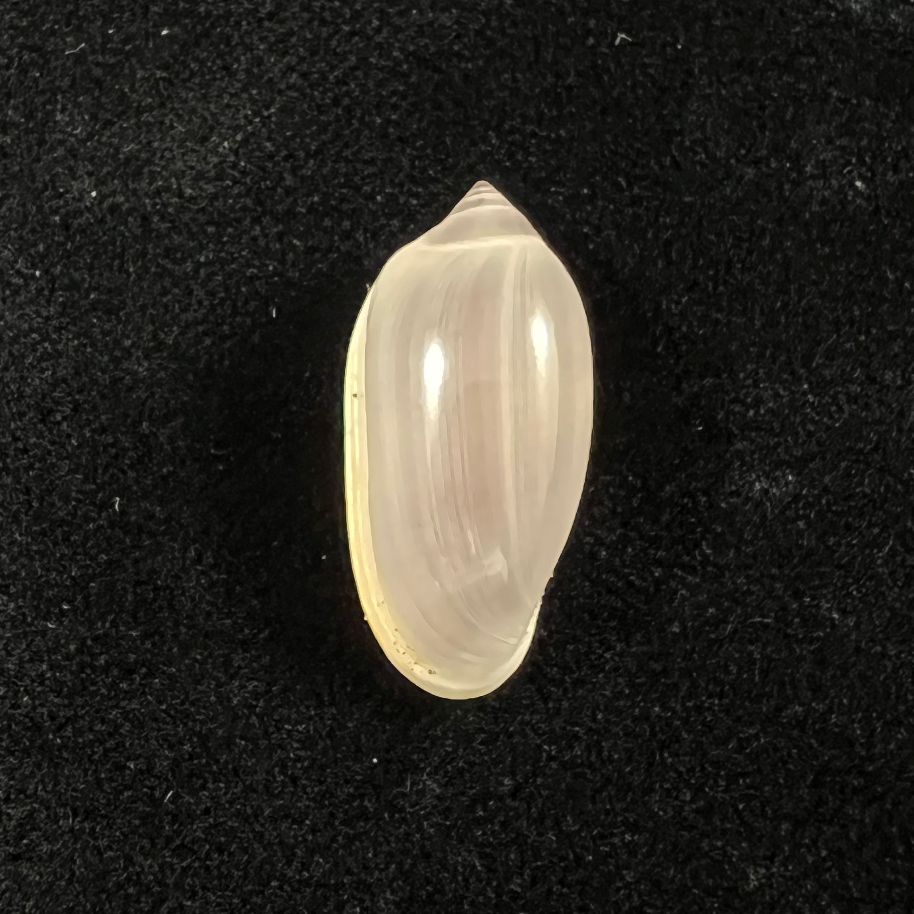 Prunum storeria (Couthouy, 1837) - 26,1mm