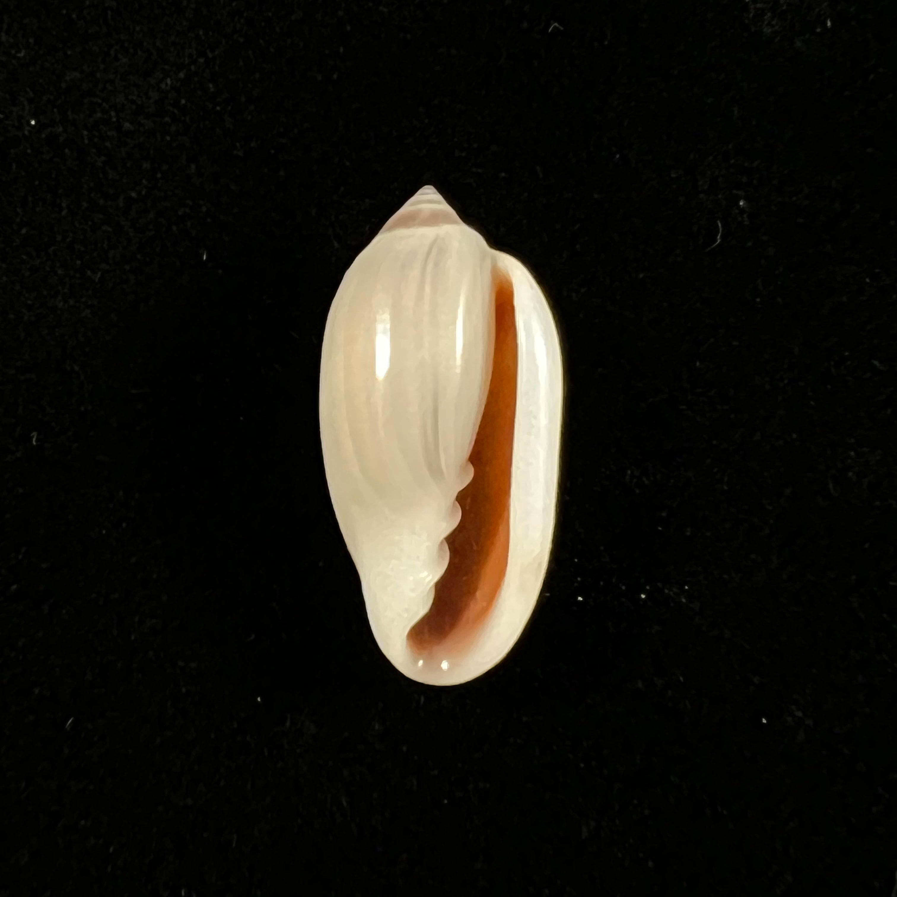 Prunum storeria (Couthouy, 1837) - 26,1mm