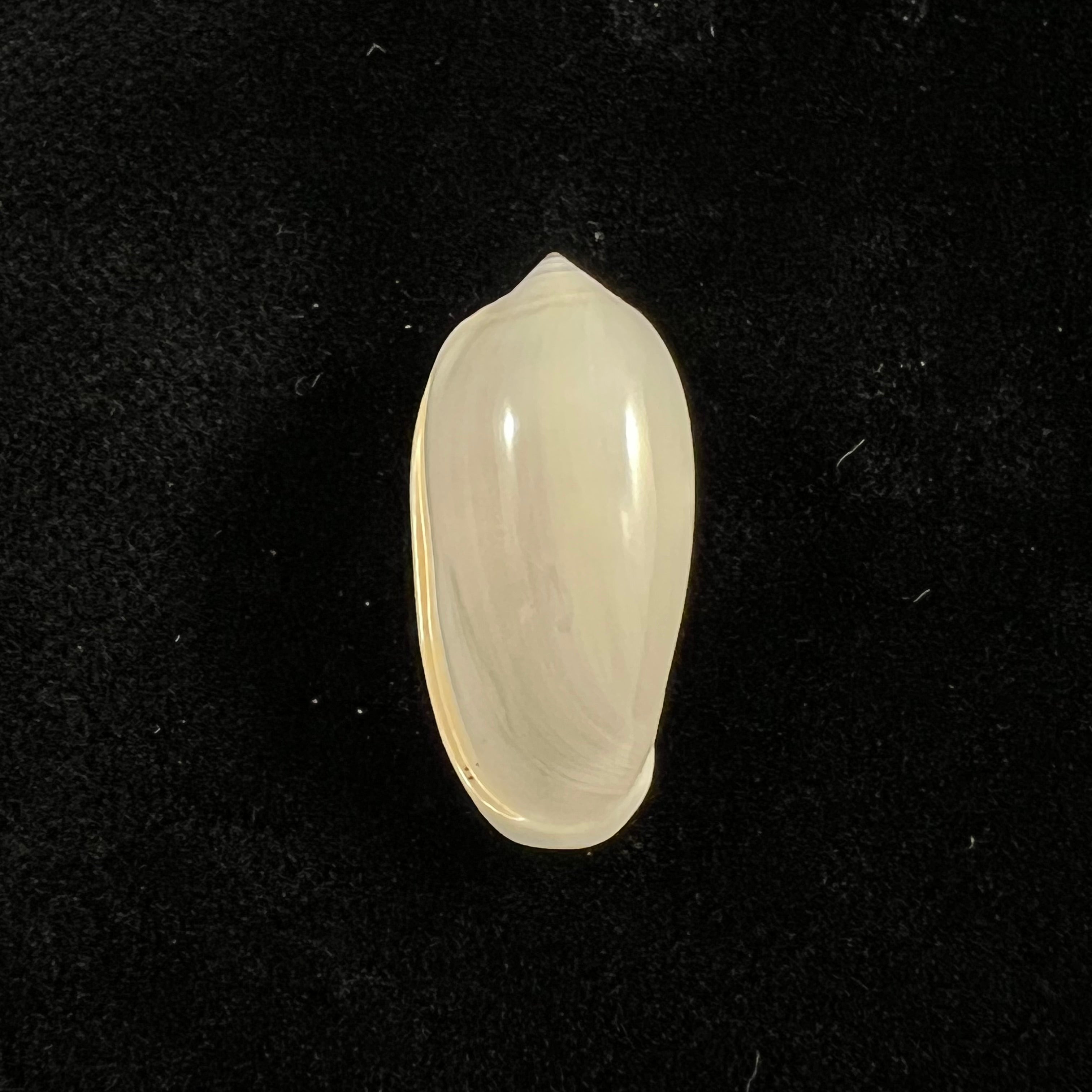 Prunum storeria (Couthouy, 1837) - 26,1mm