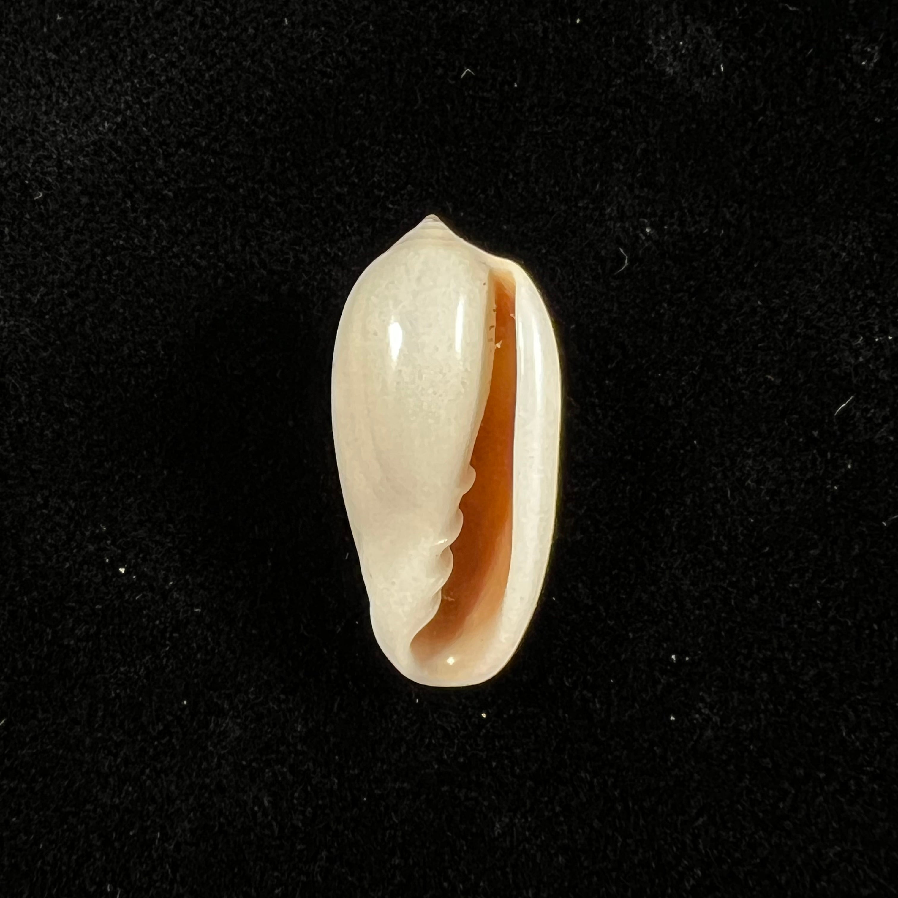 Prunum storeria (Couthouy, 1837) - 26,1mm