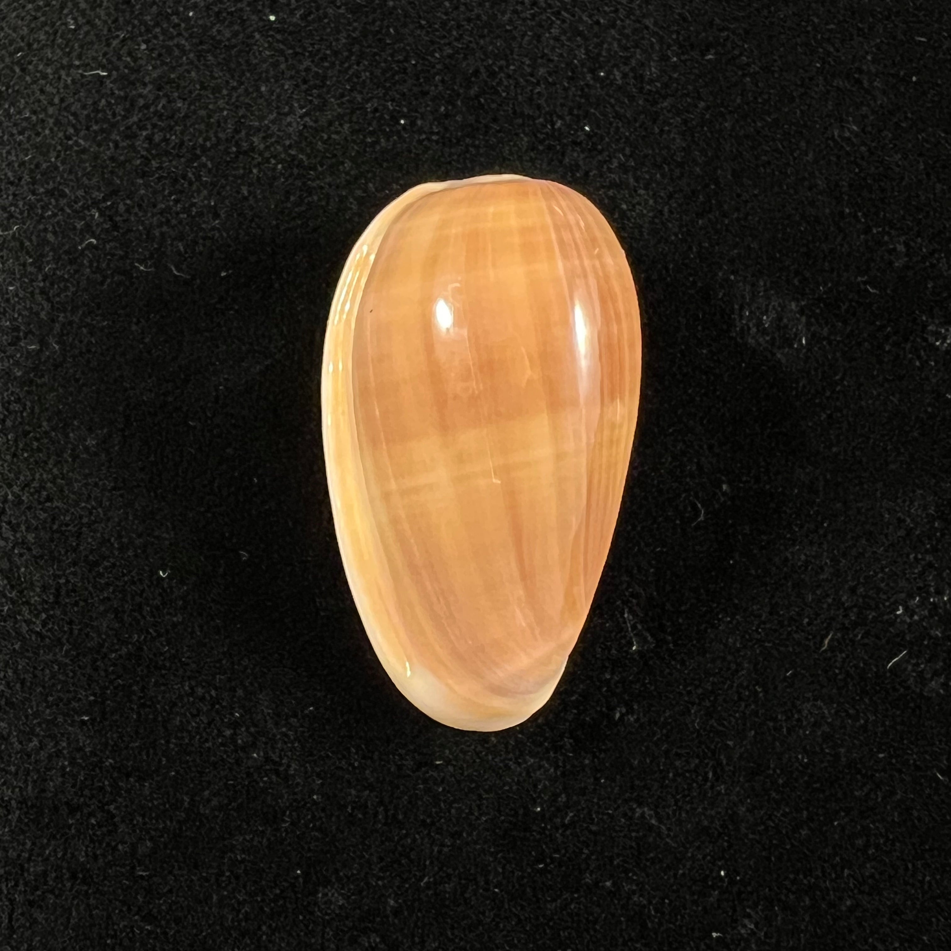Bullata matthewsi (Tursch & Van Mol, 1967) - 37,3mm