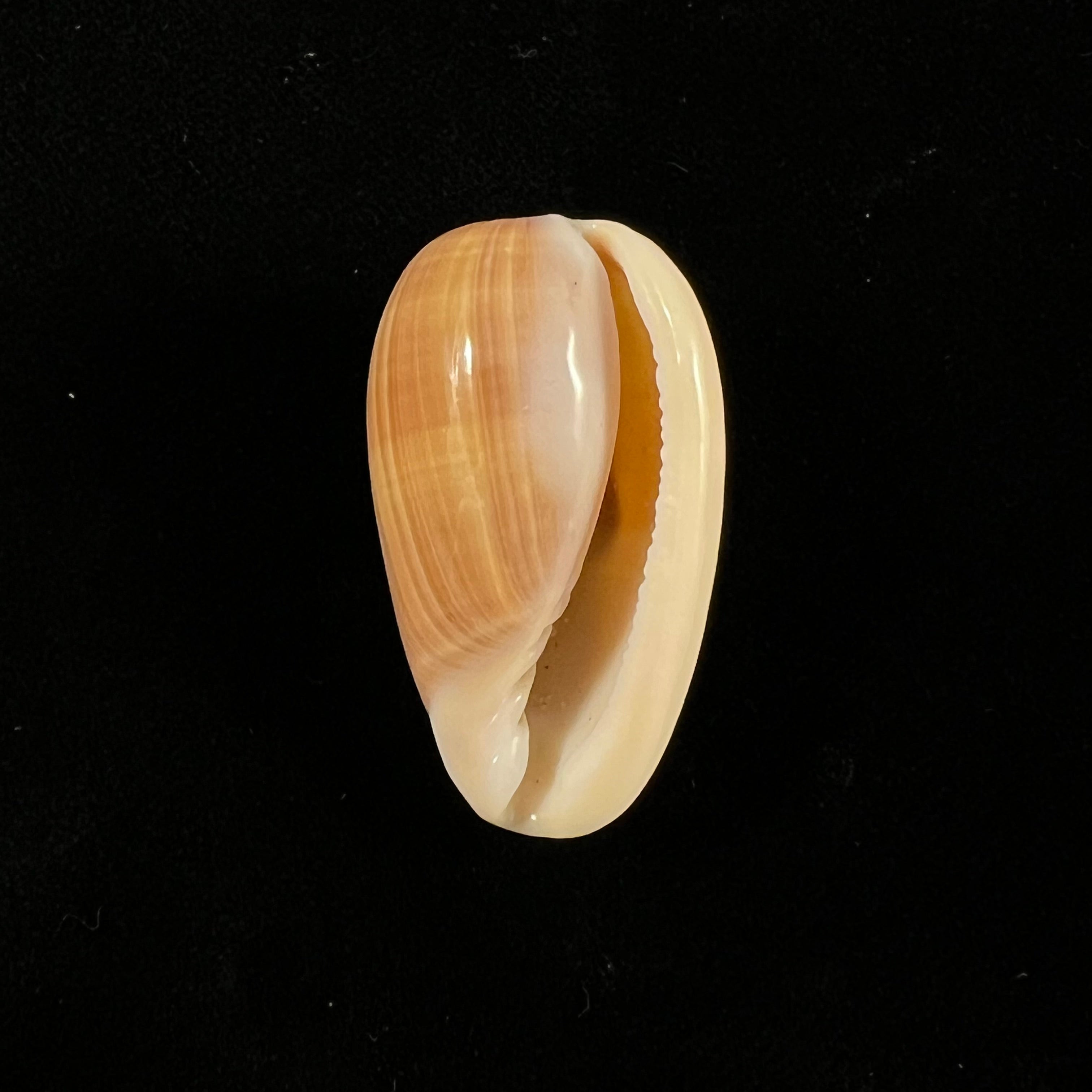 Bullata matthewsi (Tursch & Van Mol, 1967) - 37,3mm