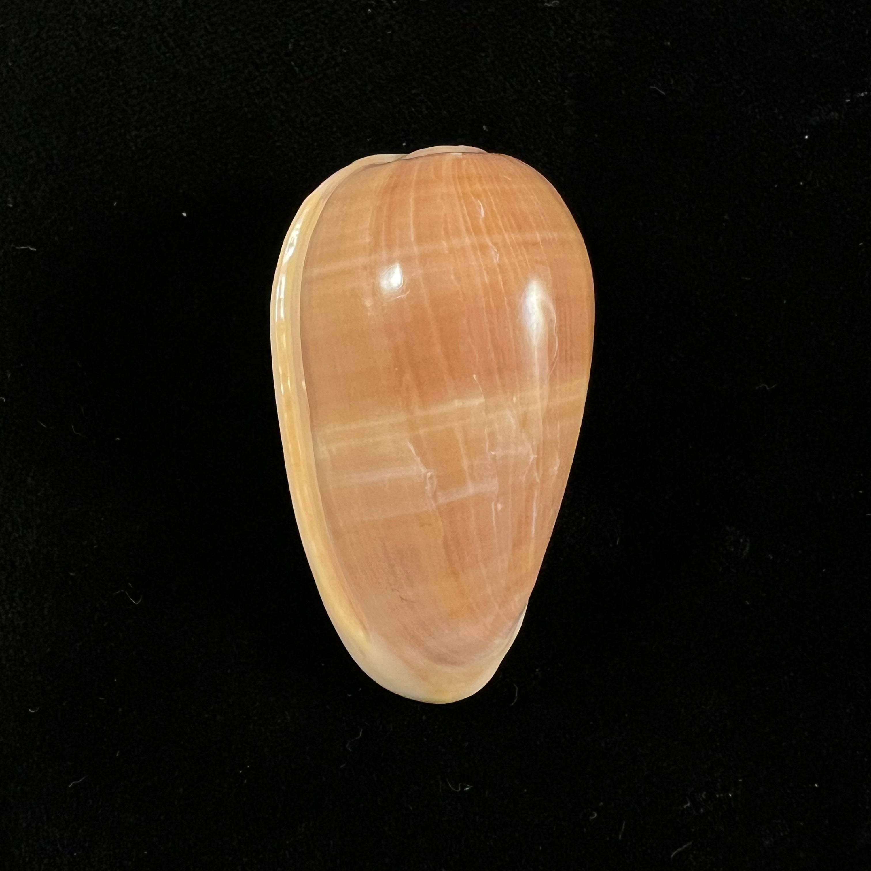 Bullata matthewsi (Tursch & Van Mol, 1967) - 43,8mm