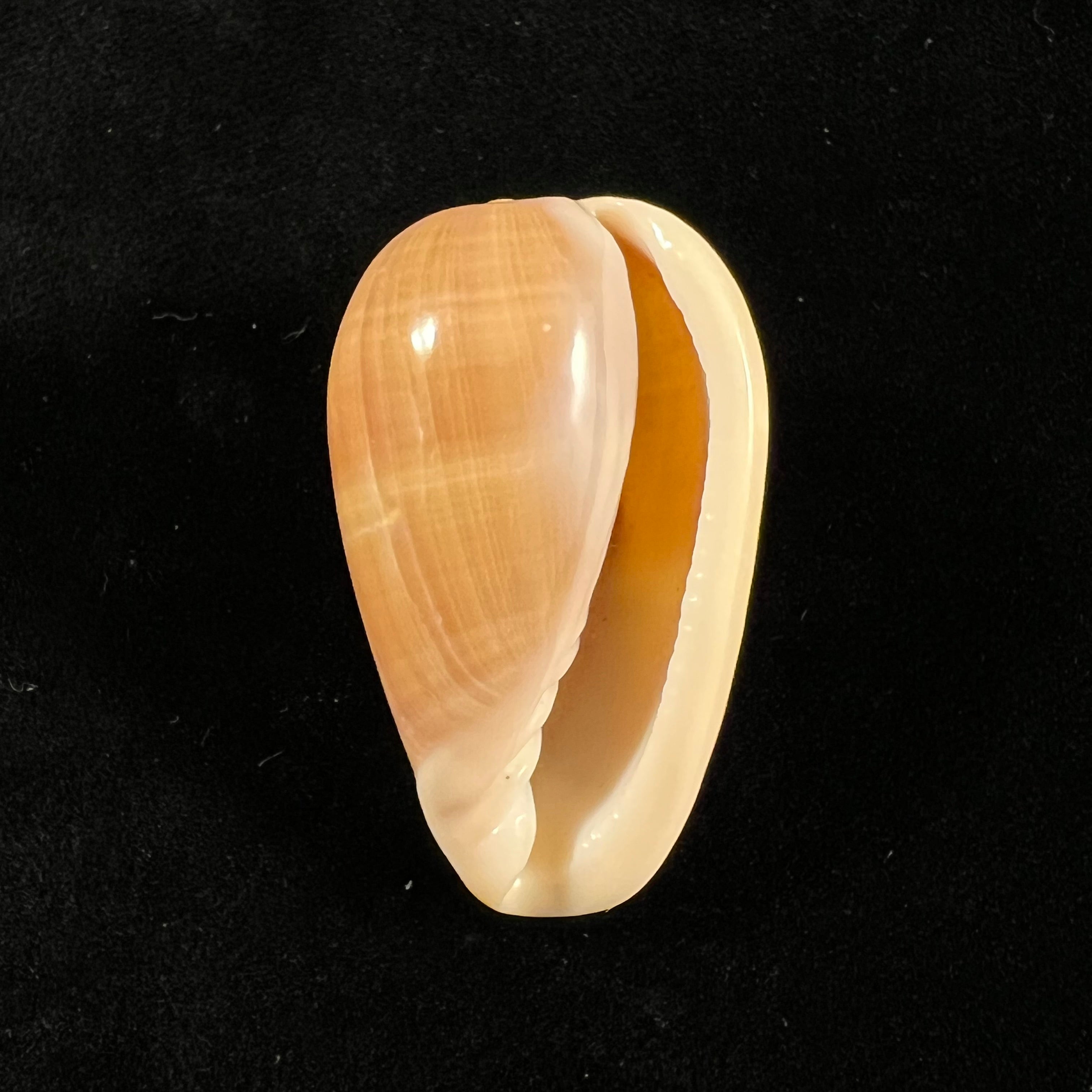 Bullata matthewsi (Tursch & Van Mol, 1967) - 43,8mm