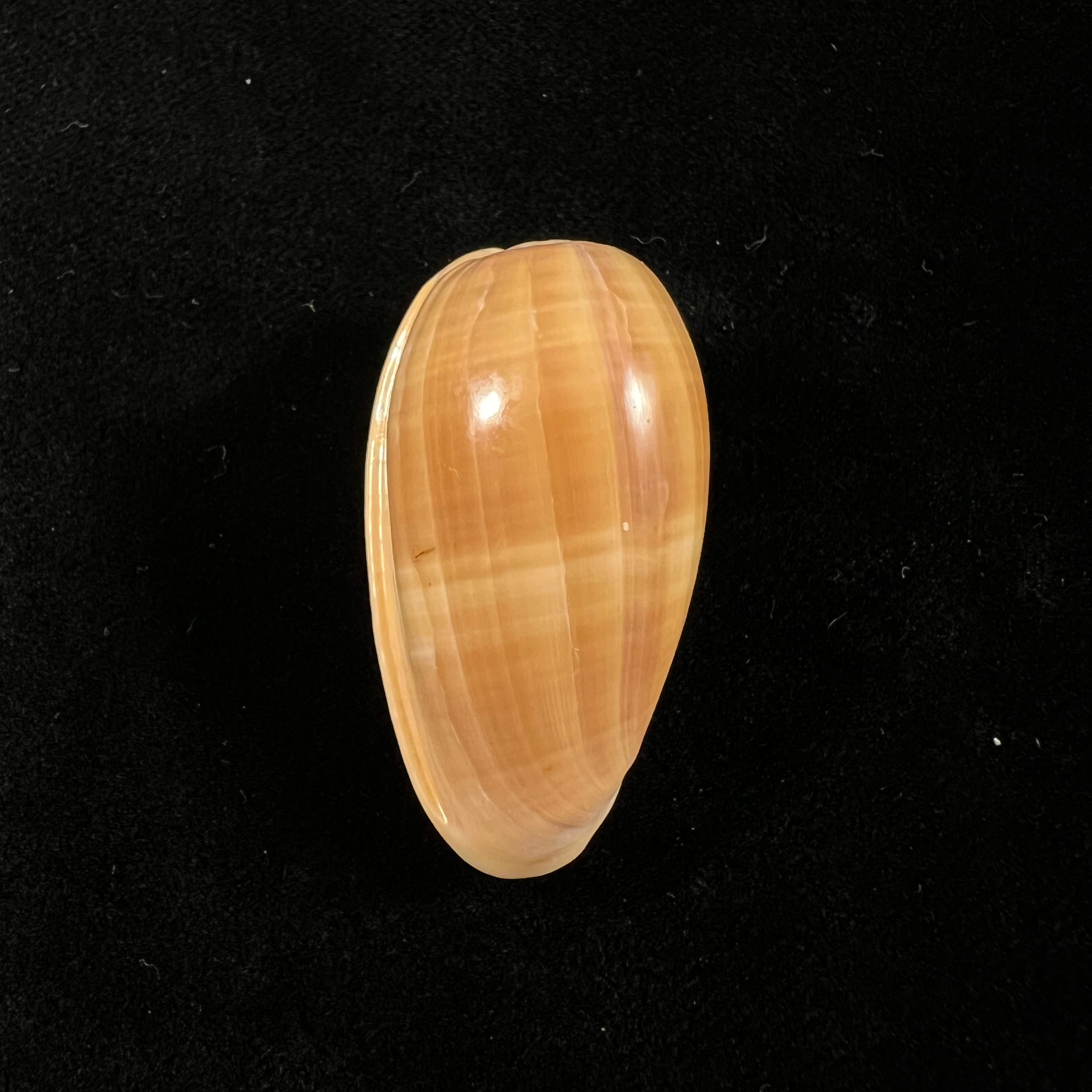 Bullata matthewsi (Tursch & Van Mol, 1967) - 42,2mm