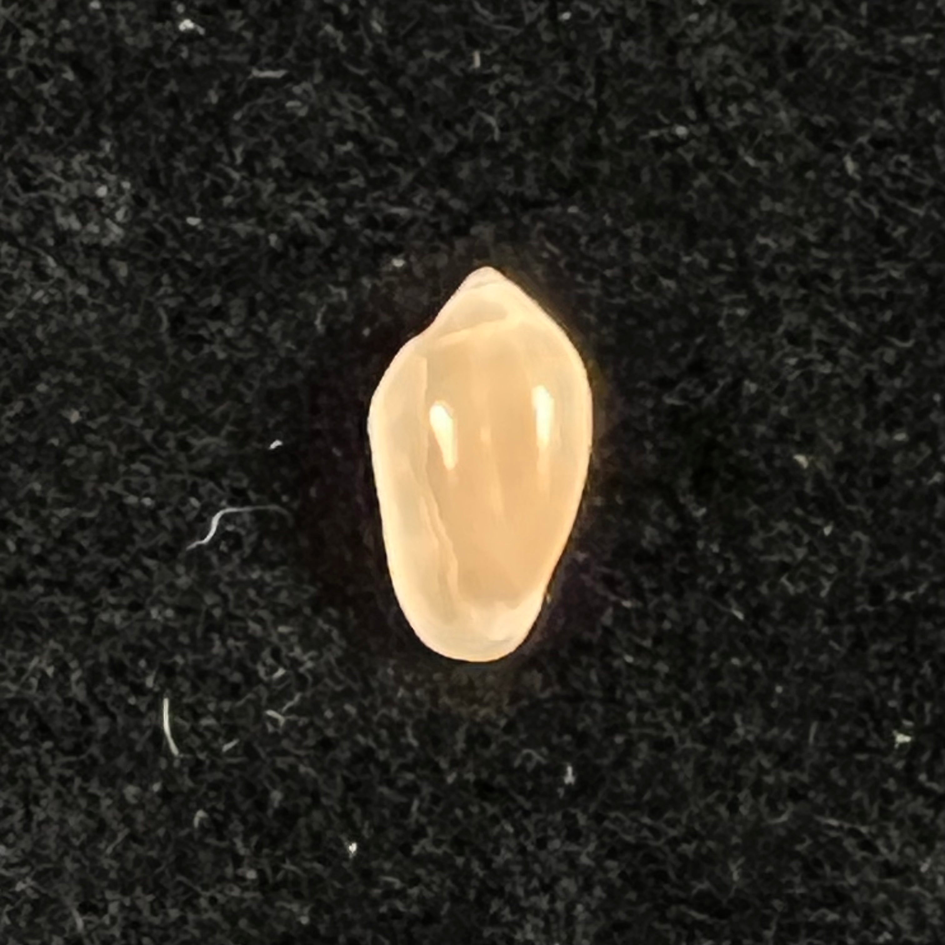 Prunum amabilis (Redfield, 1852) - 9,8mm