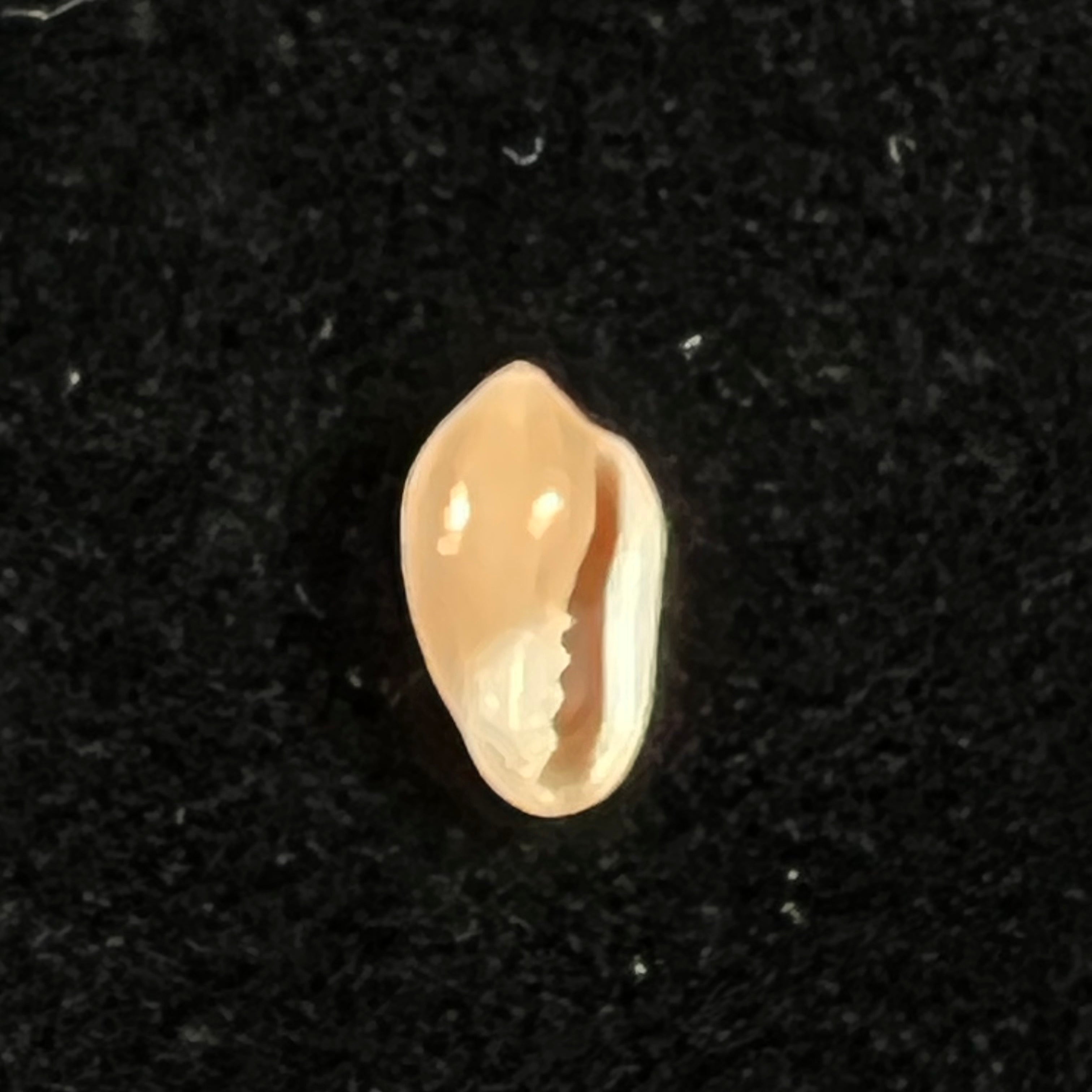 Prunum amabilis (Redfield, 1852) - 9,8mm