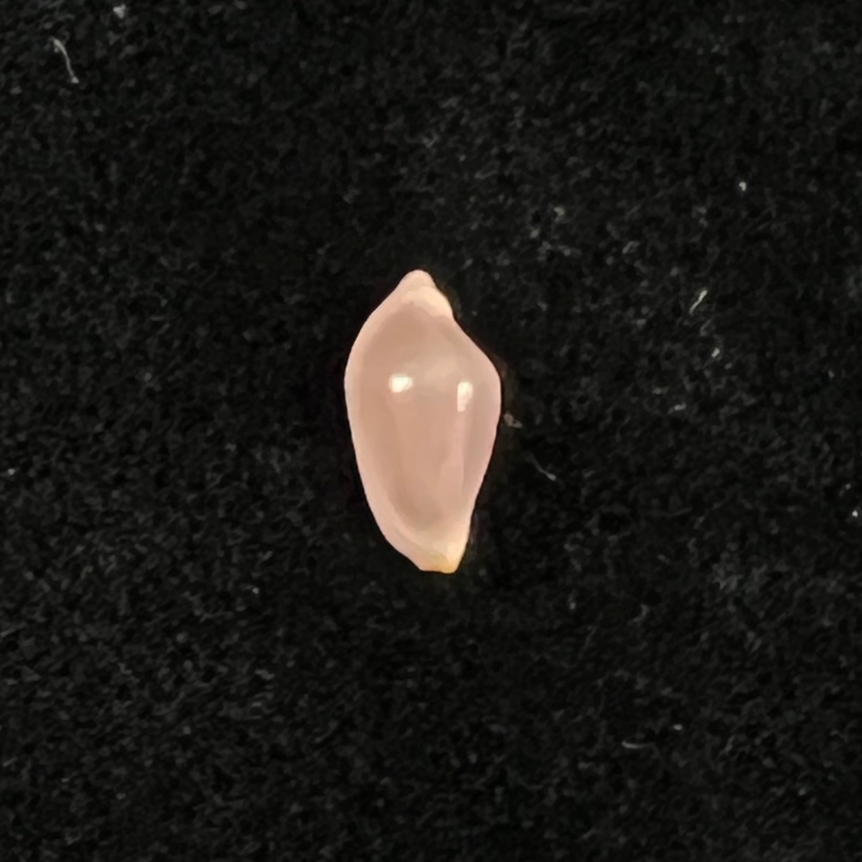 Cuspivolva cuspis (CN Cate, 1973) - 9,6mm