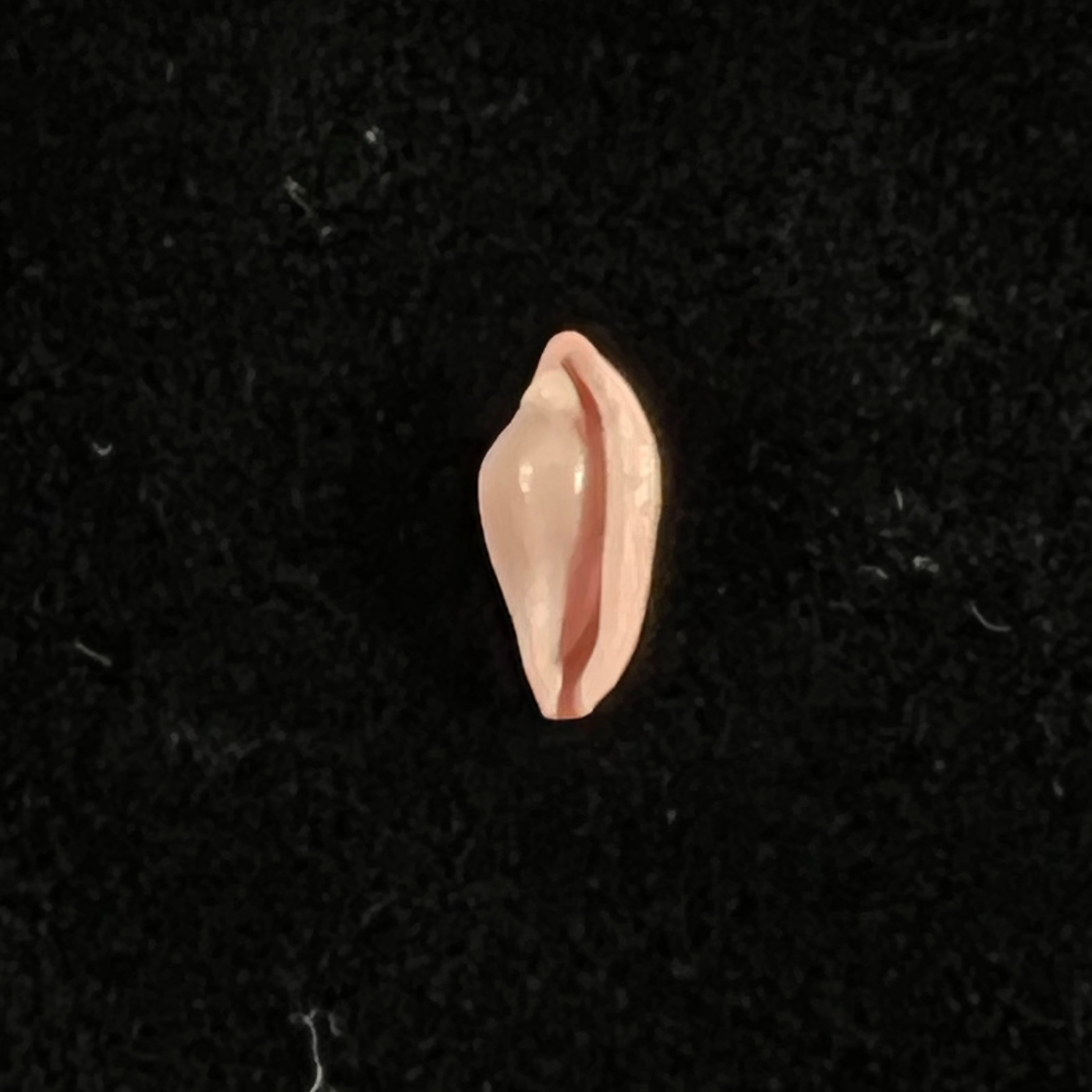Cuspivolva cuspis (CN Cate, 1973) - 9,6mm