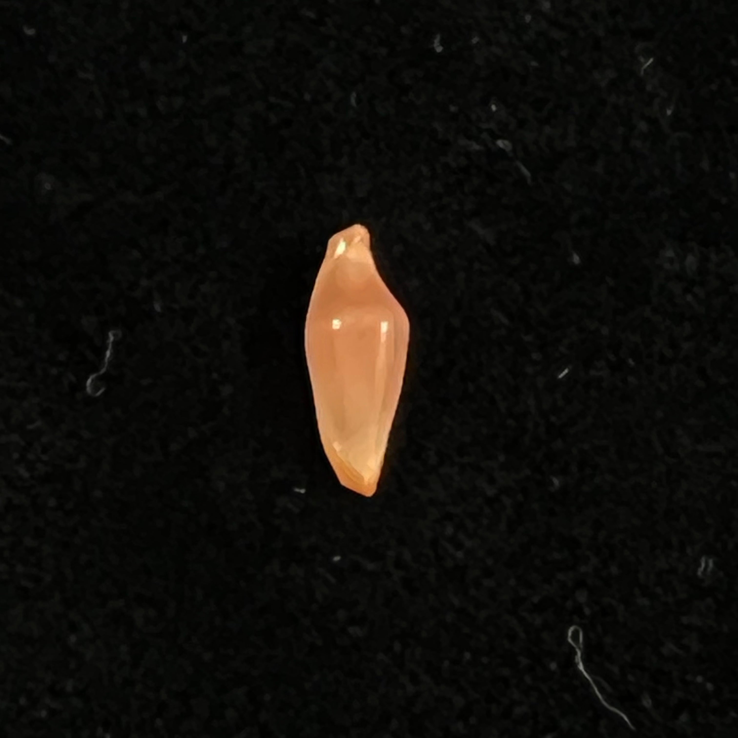 Crenavolva traillii (A. Adams, 1856) - 11,7毫米