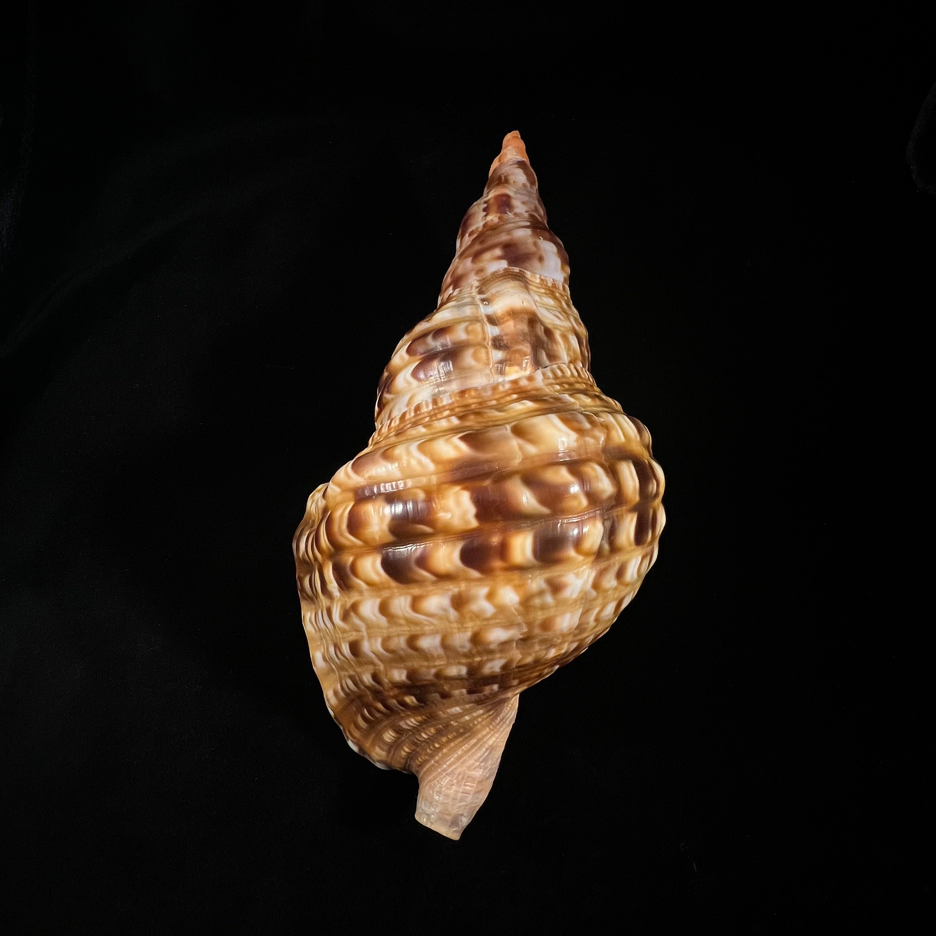 Charonia variegata (Lamarck, 1816) - 202,2毫米