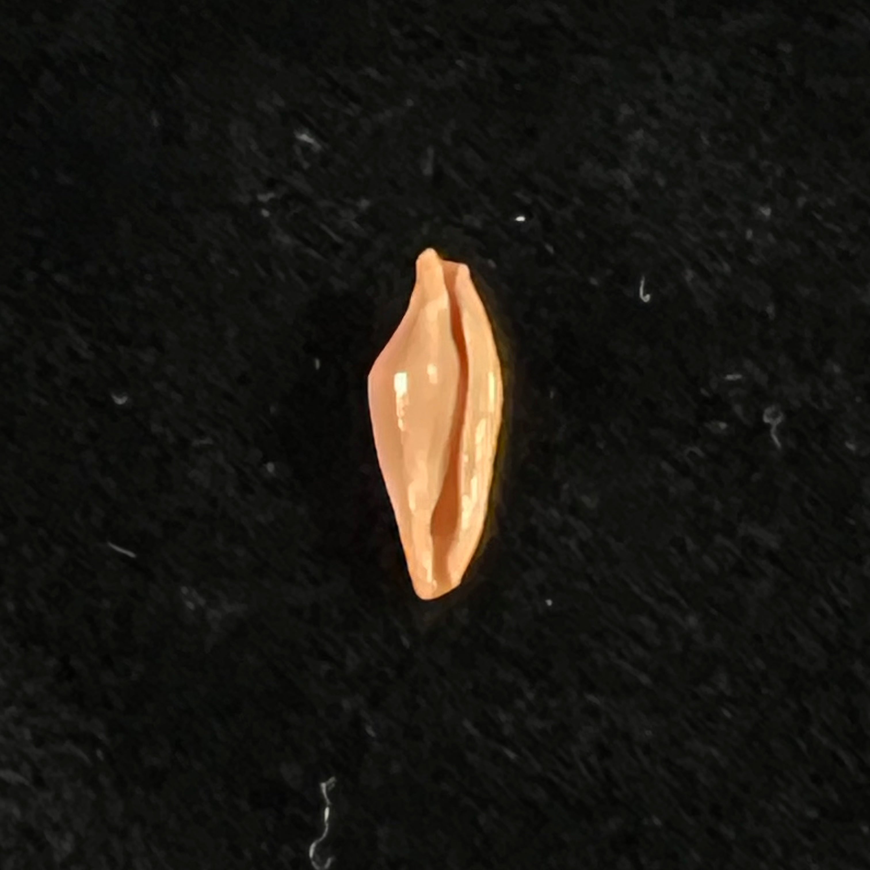 Crenavolva traillii (A. Adams, 1856) - 11,7毫米