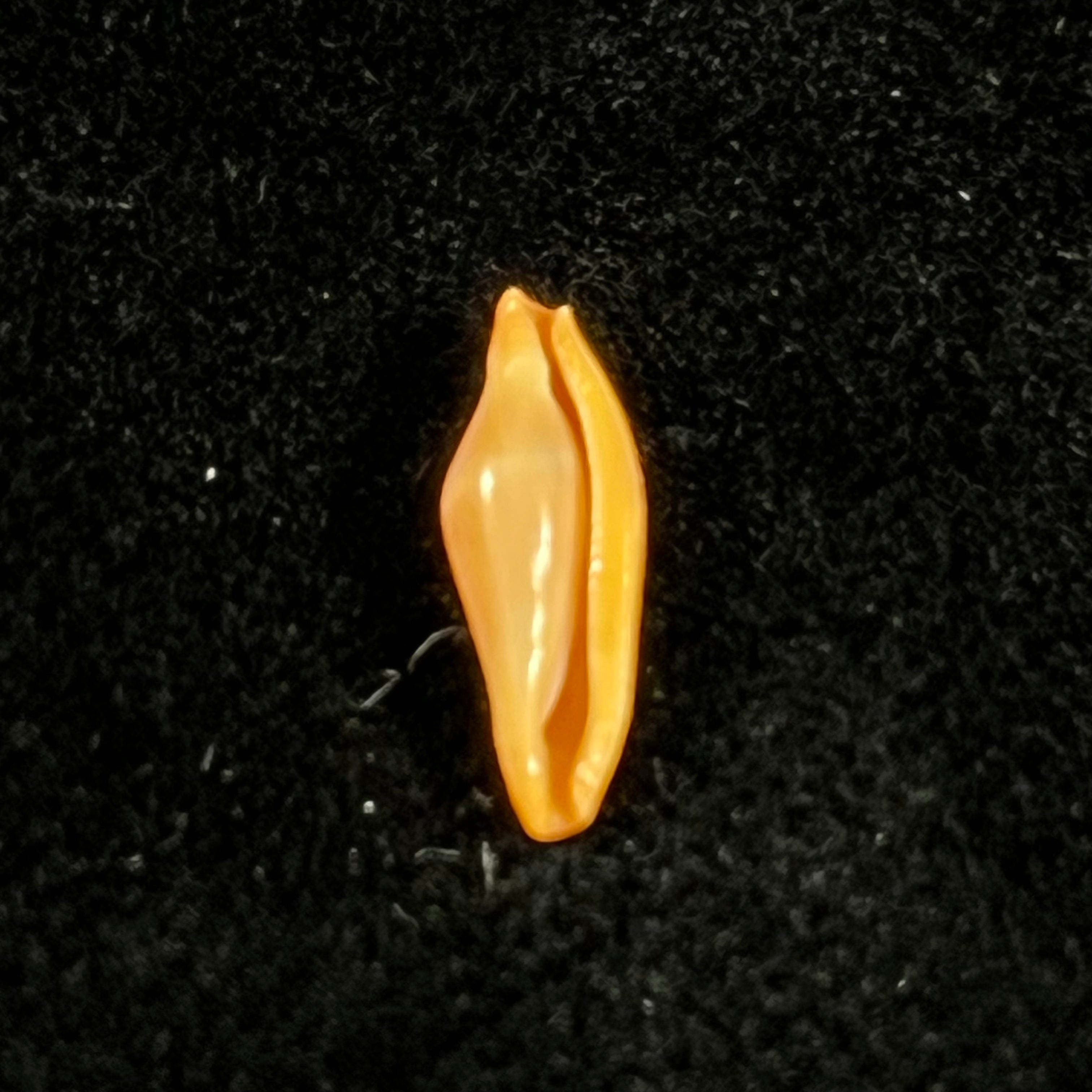 Crenavolva Traillii (A. Adams, 1856) - 10,9mm