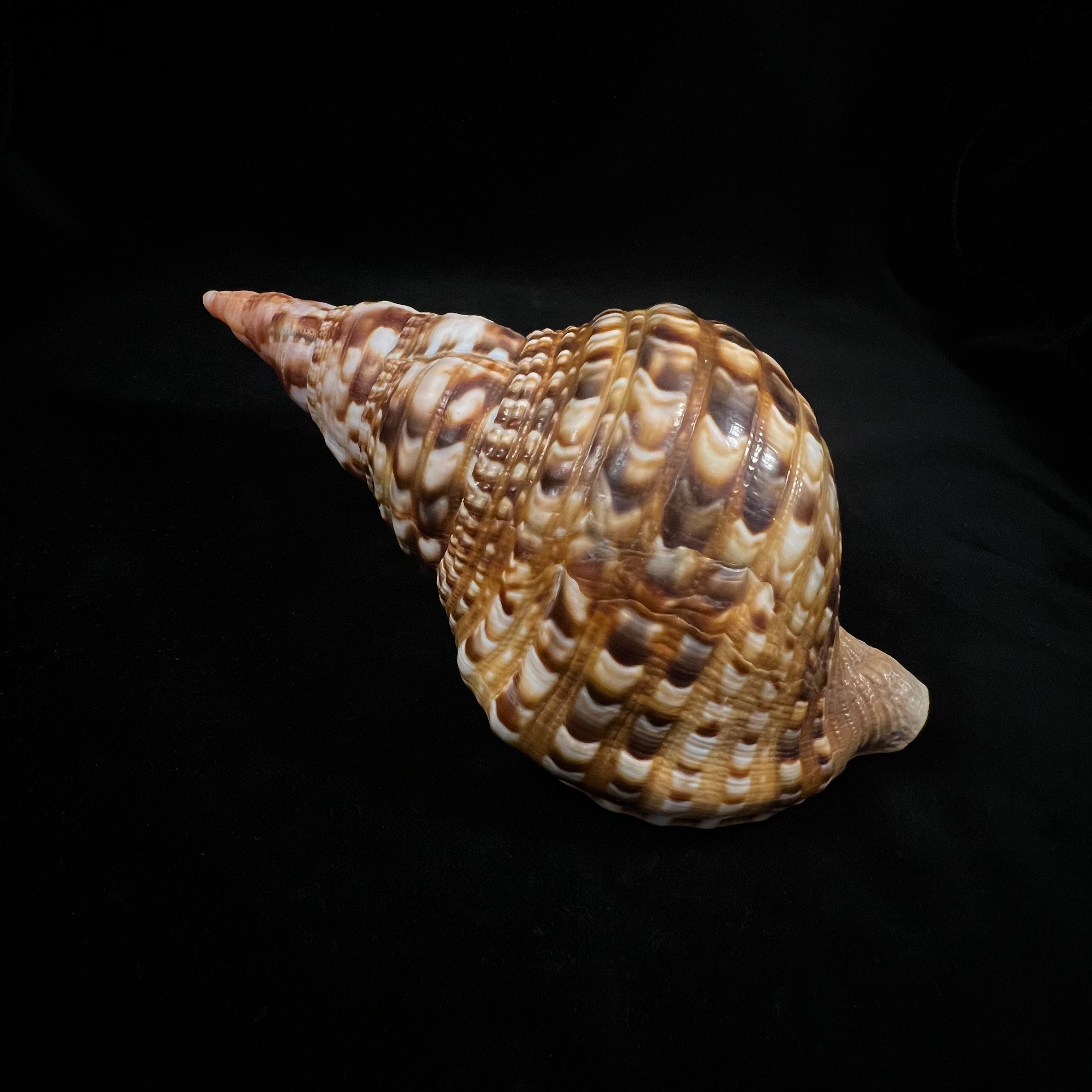Charonia variegata (Lamarck, 1816) - 182,1毫米