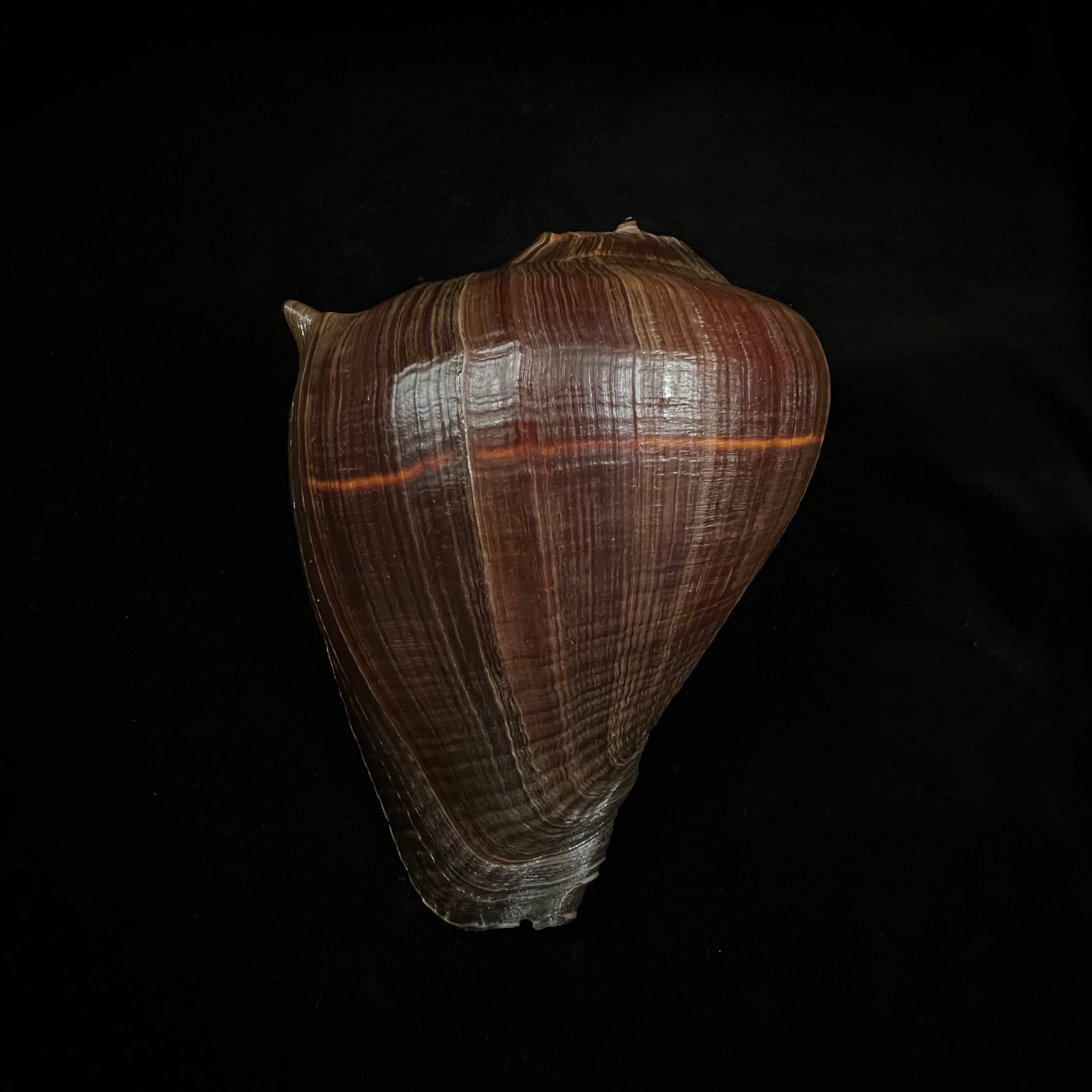 Melongena patula (Broderip & GB Sowerby I, 1829) - 156,9毫米