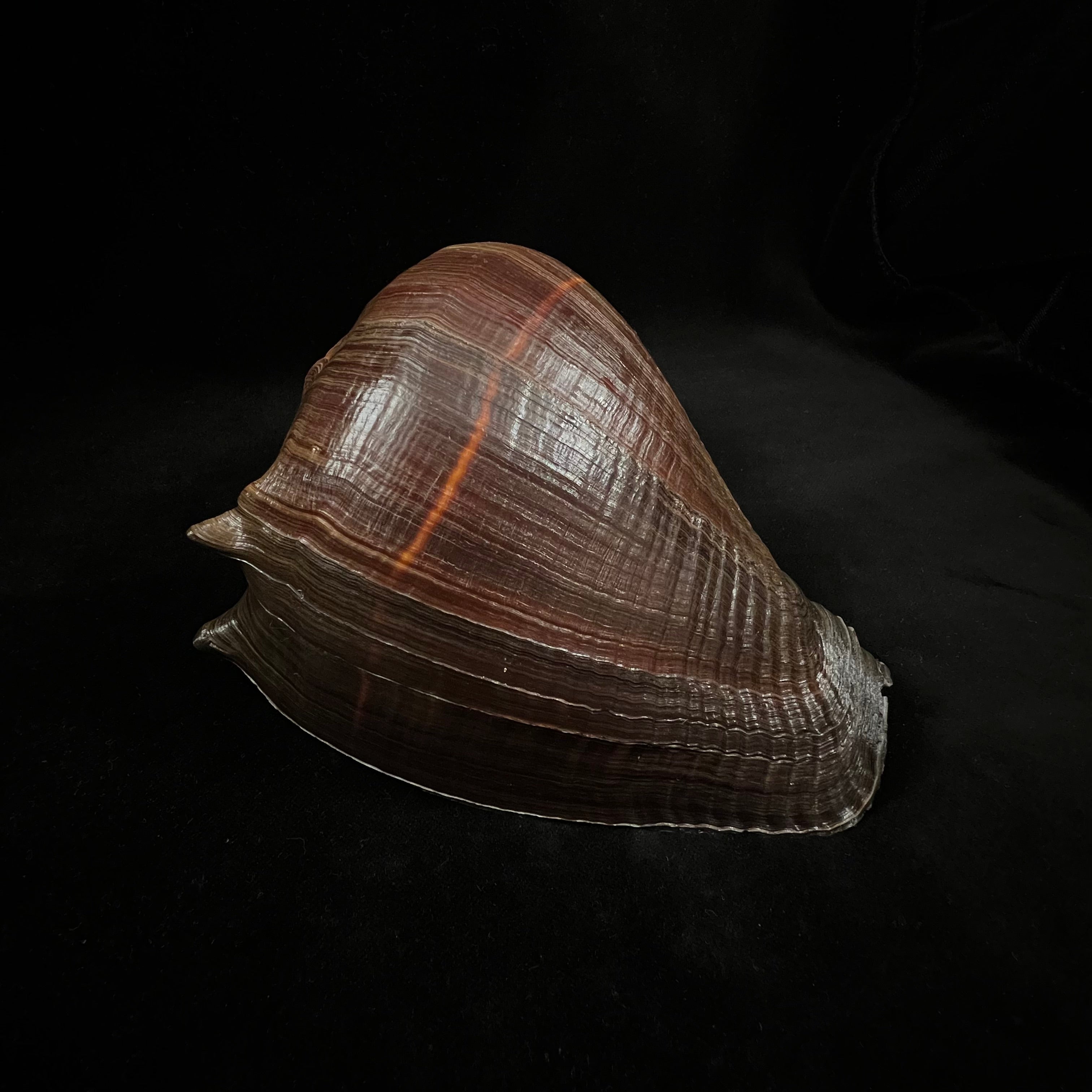 Melongena patula (Broderip & GB Sowerby I, 1829) - 156,9毫米