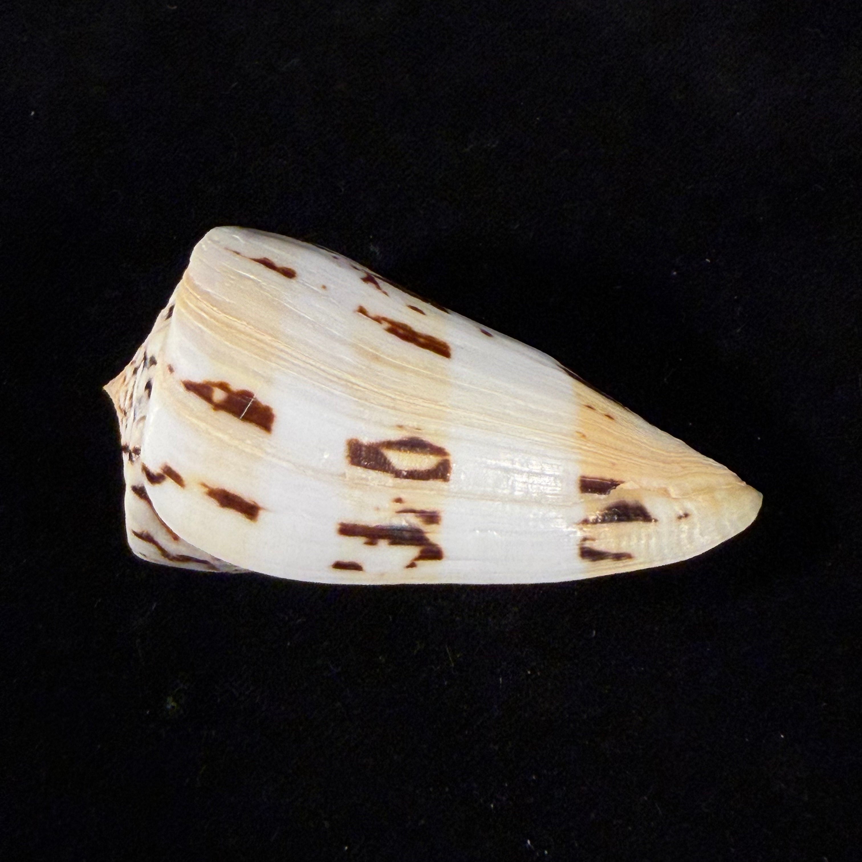 Conasprella centurio (Born, 1778) - 73,8mm