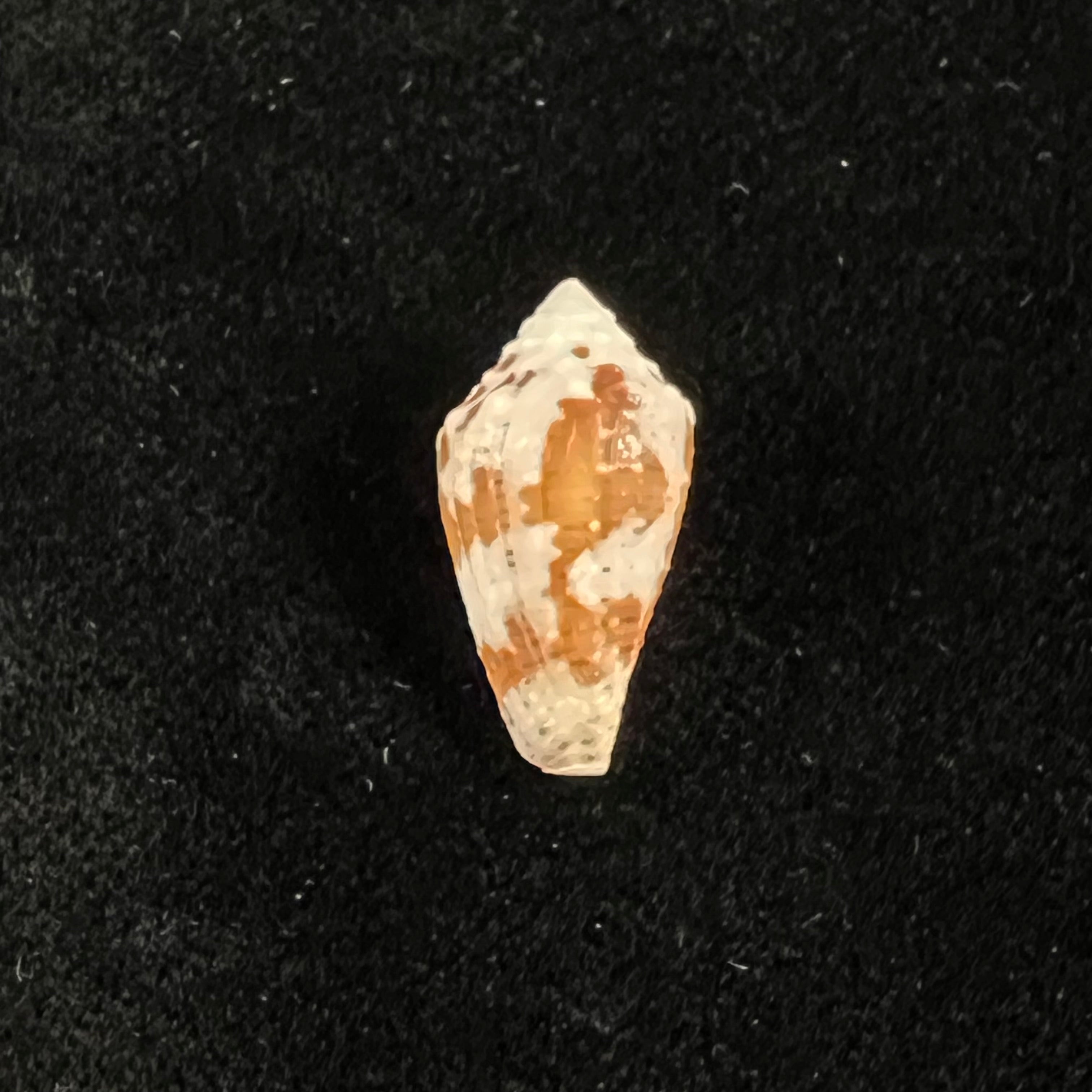 Conus archon Broderip, 1833 - 21,2mm