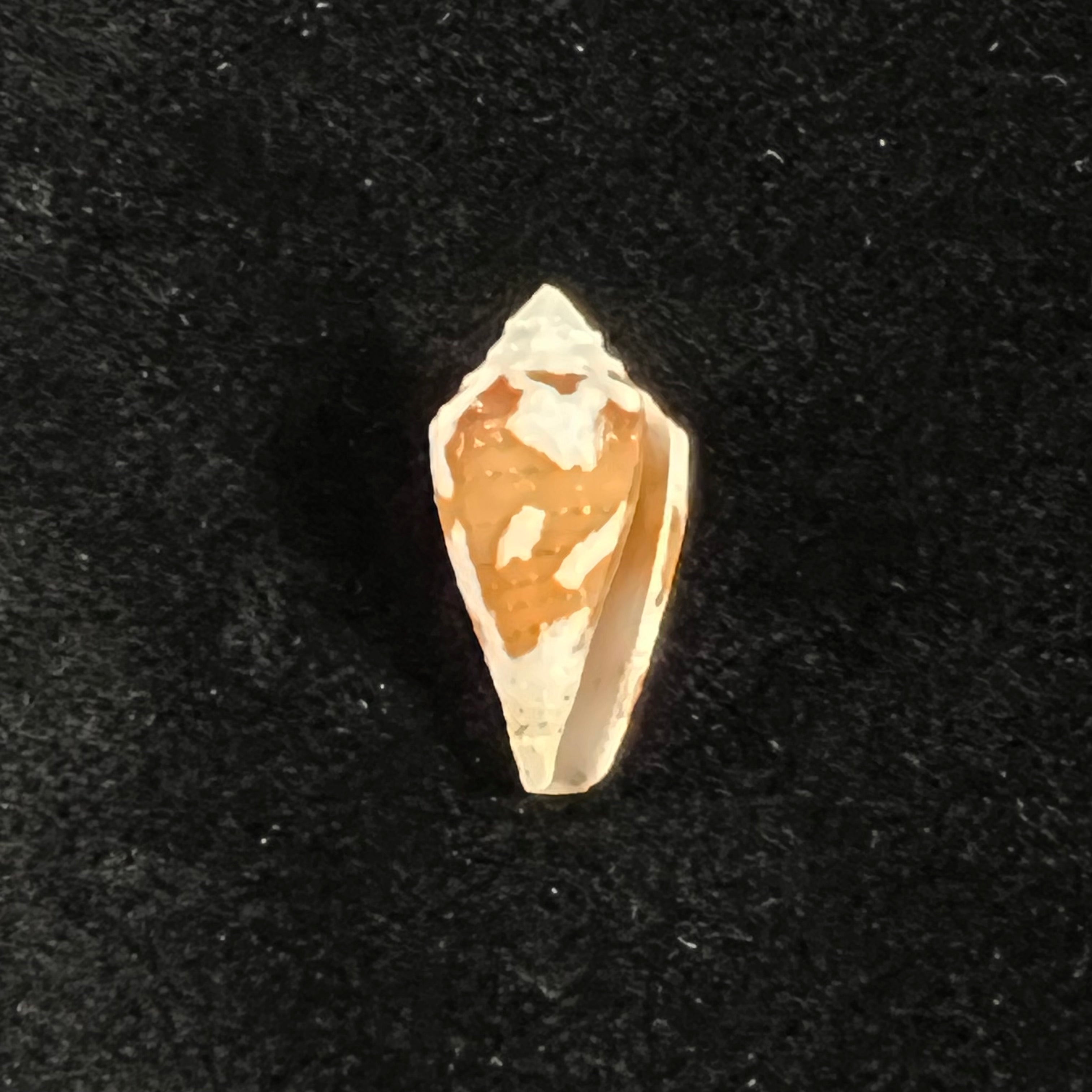 Conus archon Broderip, 1833 - 21,2mm