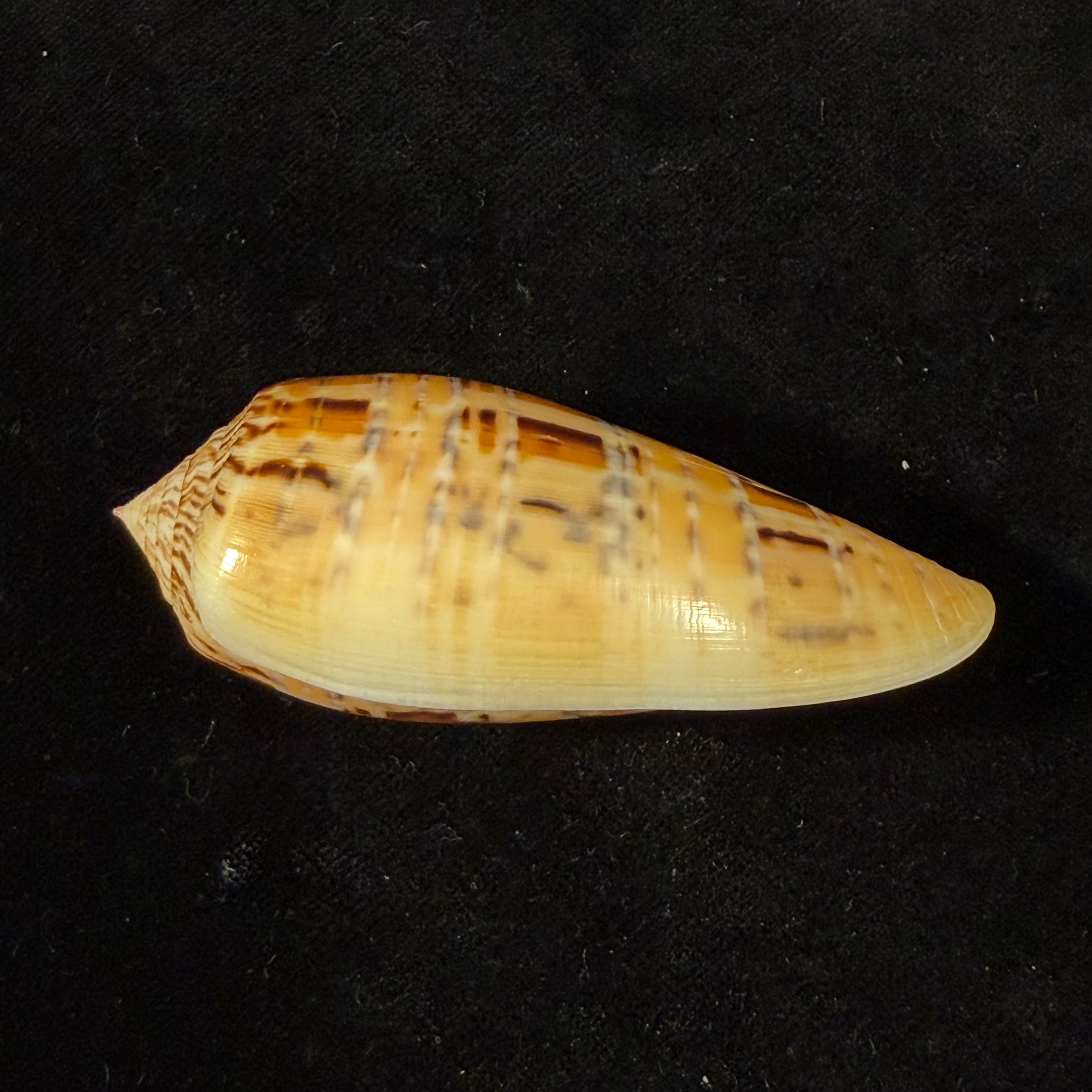 Conus dusaveli (H. Adams, 1872) - 74,1mm